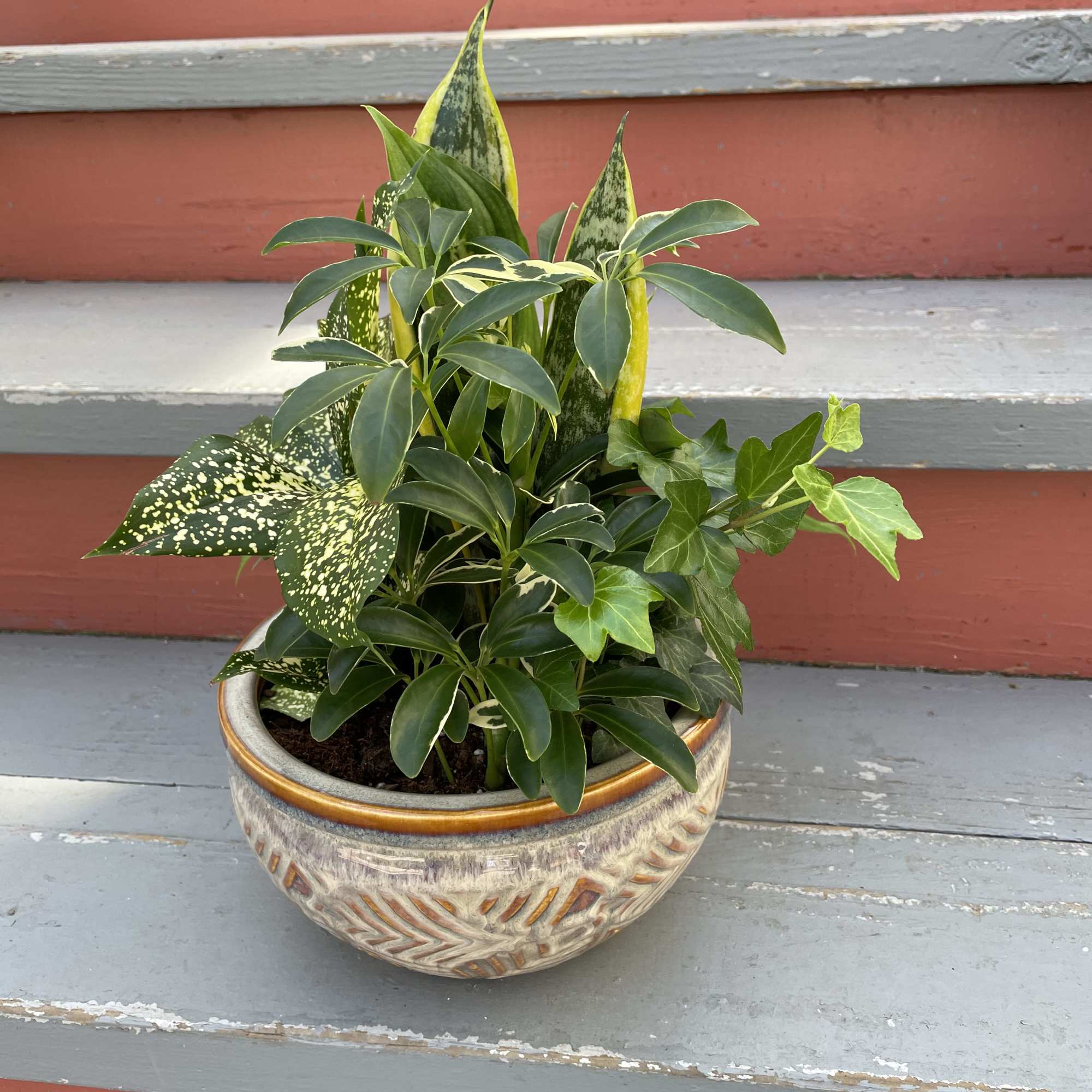 DELUXE SIZE PICTURED. A lovely assortment of low maintenance house plants in