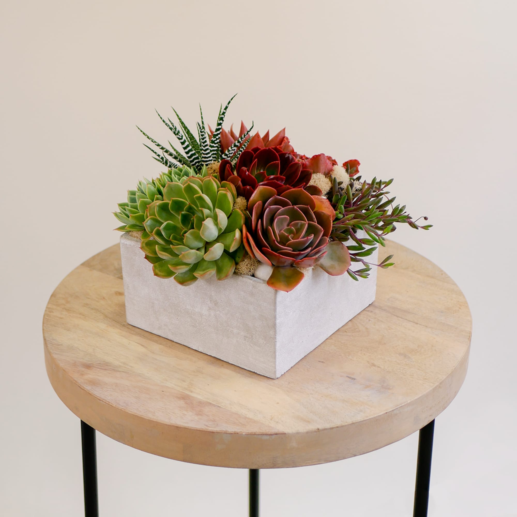 This fresh arrangement features our best premium succulent plants in a square