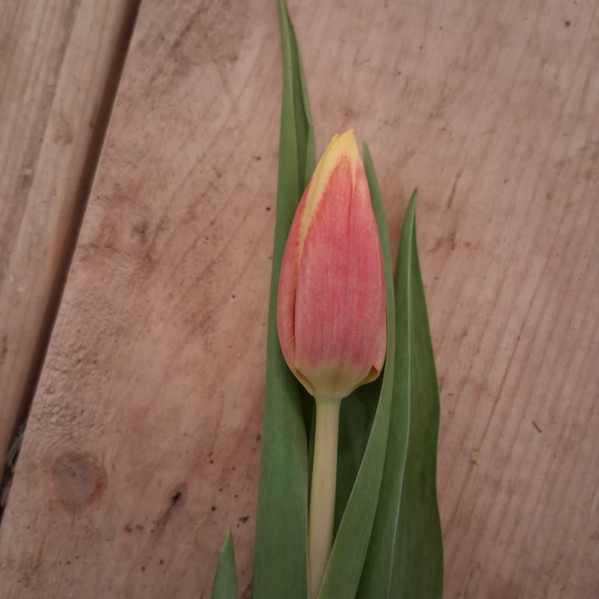 Single orange variegated tulip 