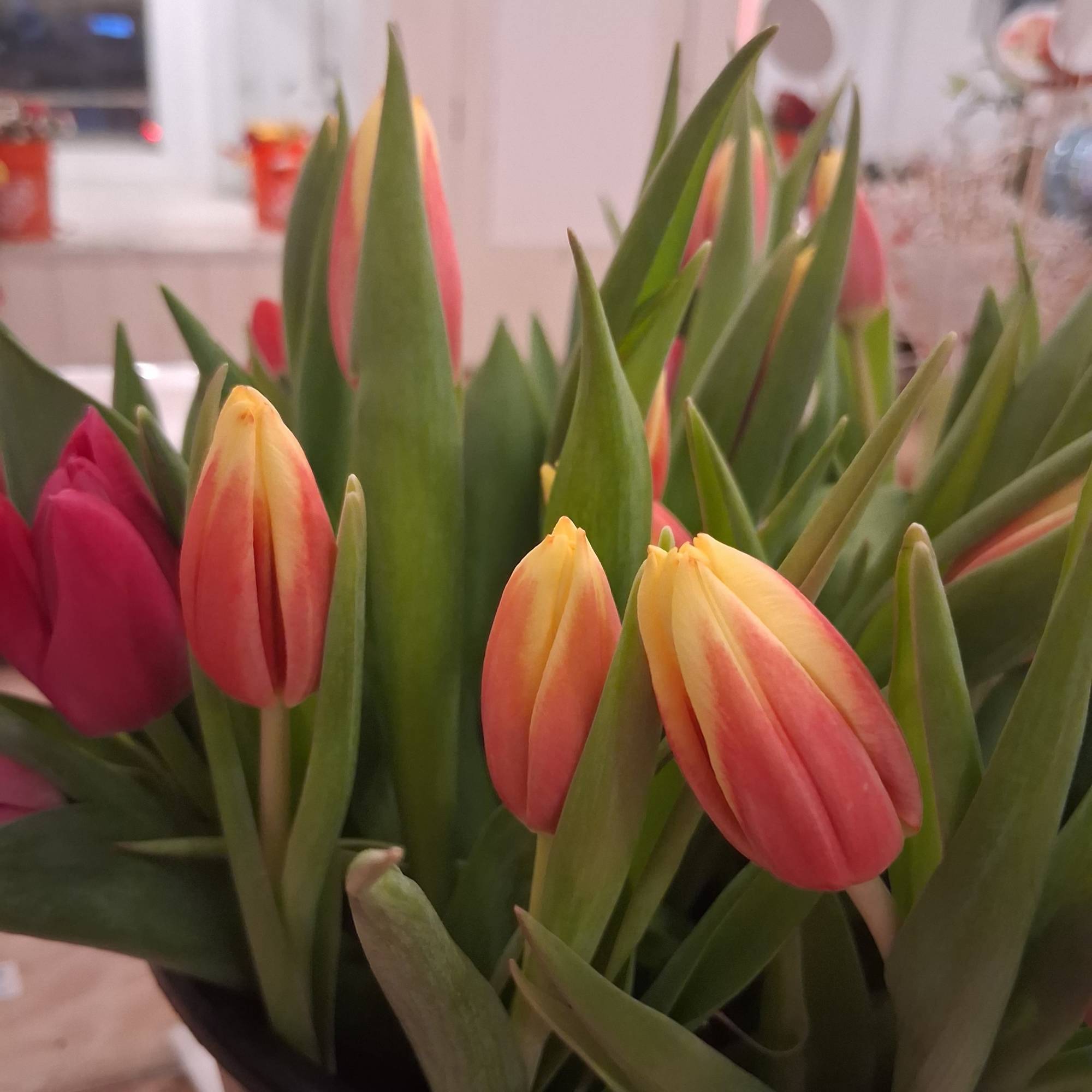 Single orange variegated tulip 