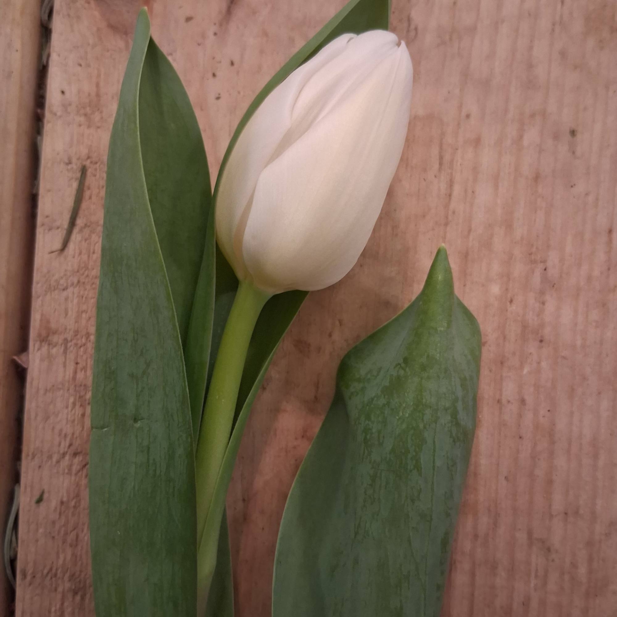 Single white tulip