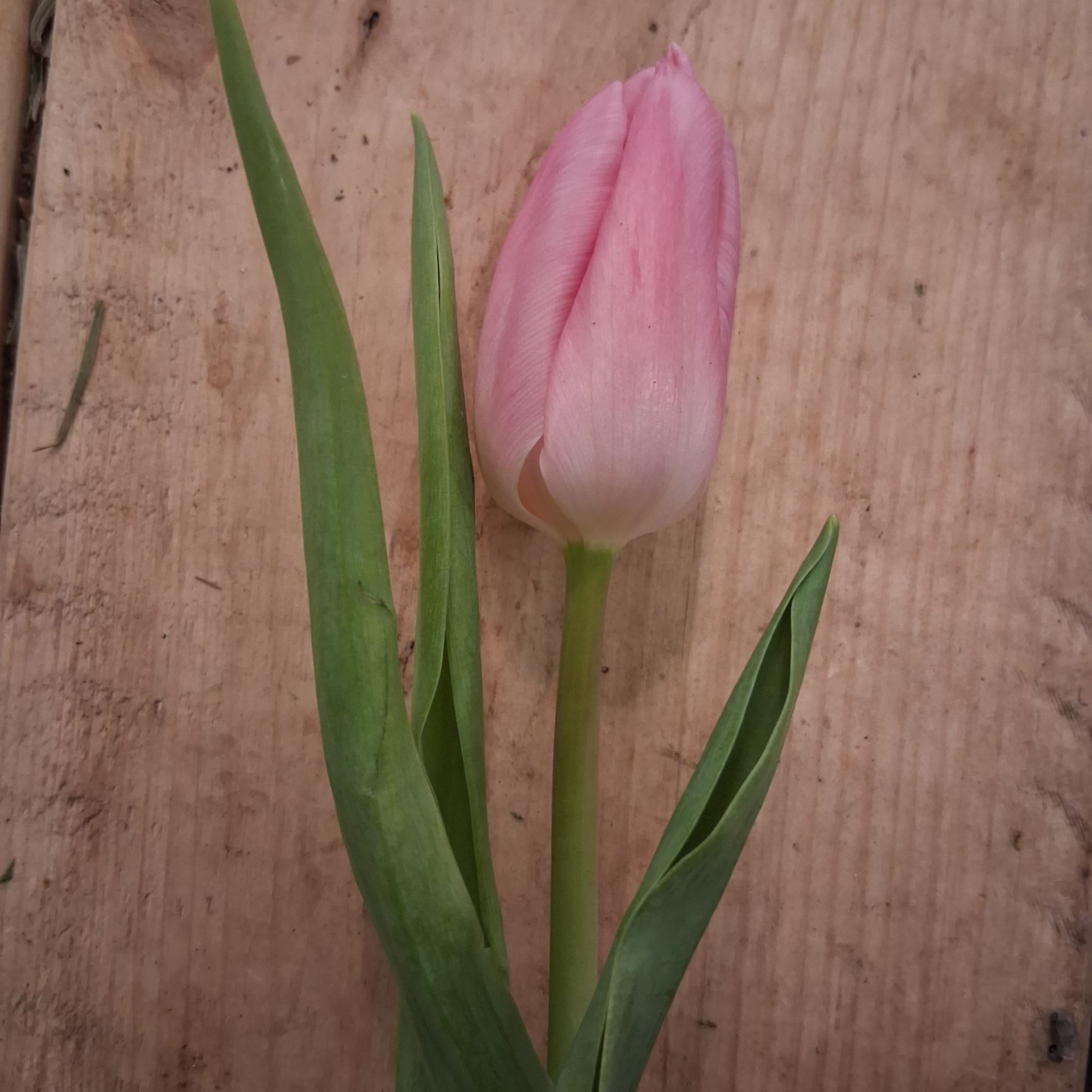 Single pink tulip