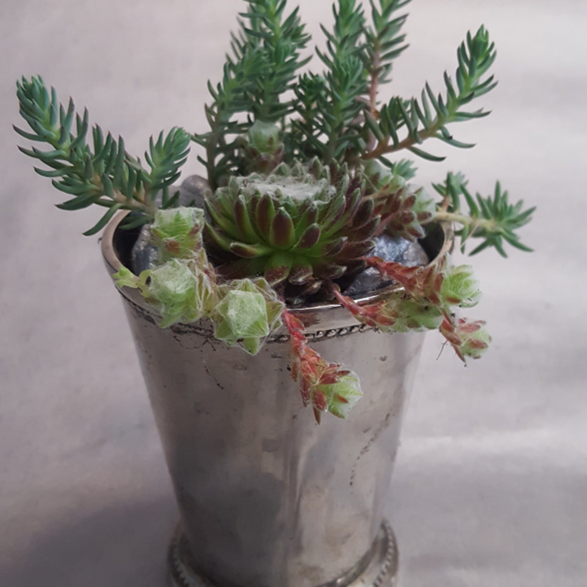  Mint Julep cup containing a lovely assortment of succulents.  Deliver