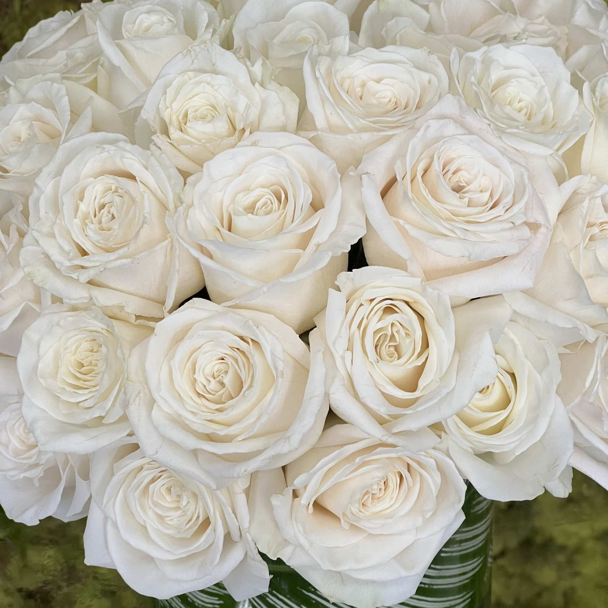 50 white Roses, arranged in a leaf-lined vase