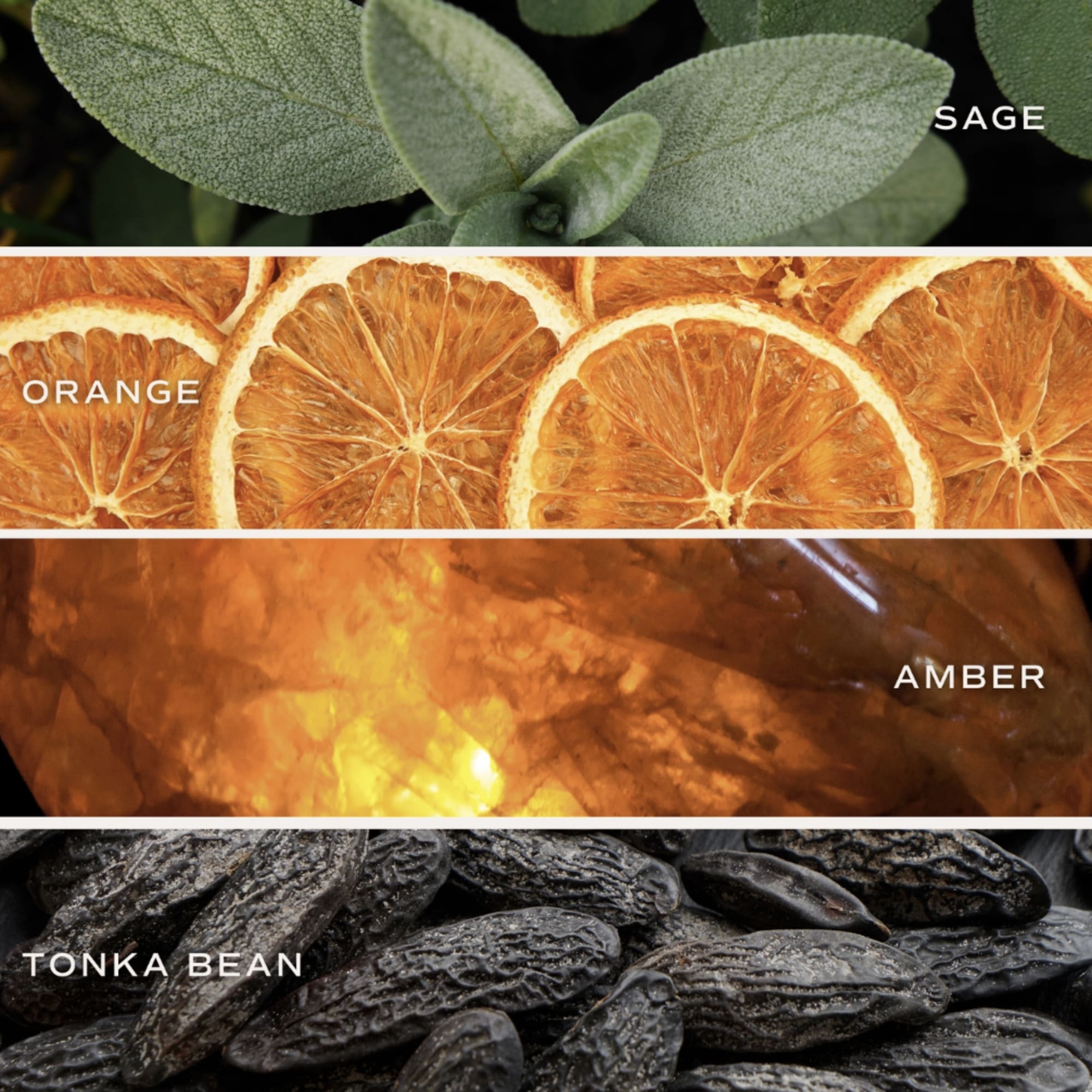 SCENT NOTES:
&bull; Top: Citrus, Grapefruit, Sage 
&bull; Middle: Lavender 
&bull; Base: Amber