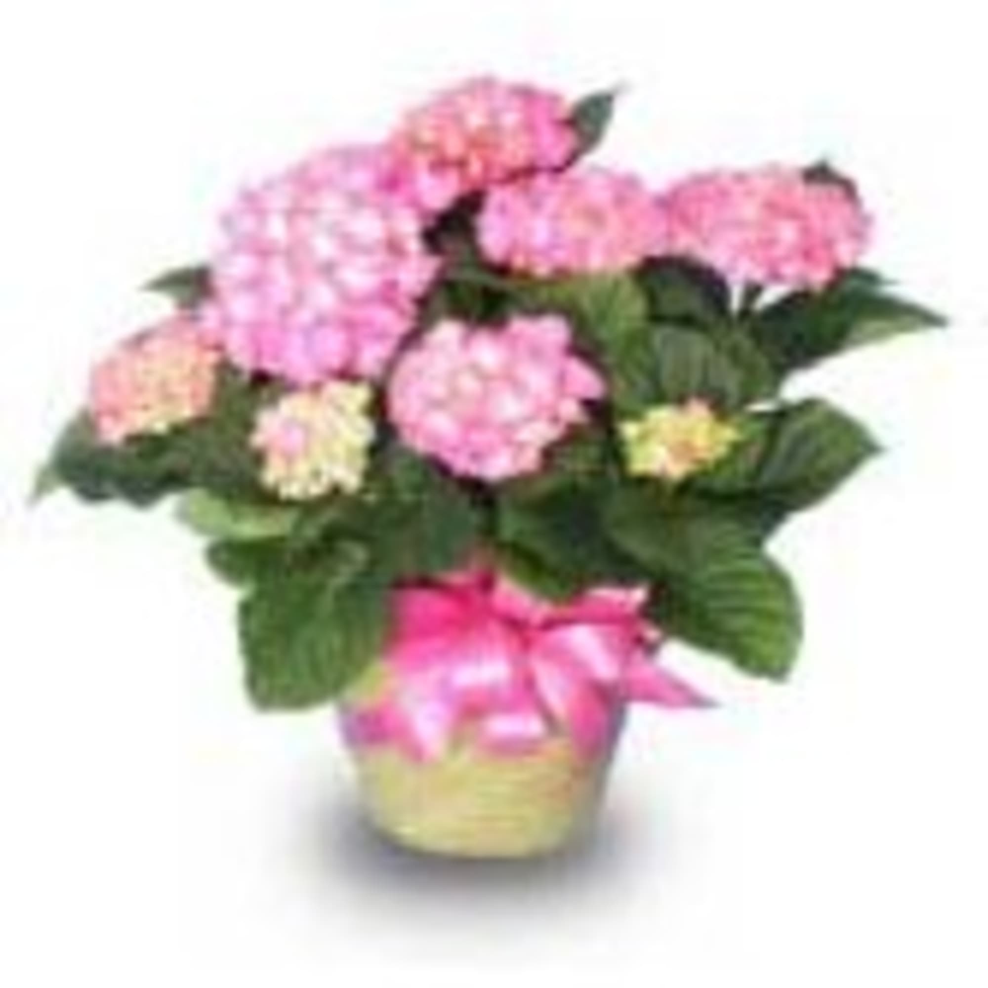Our PINK HYDRANGEA PLANT makes a wonderful gift for any occasion 