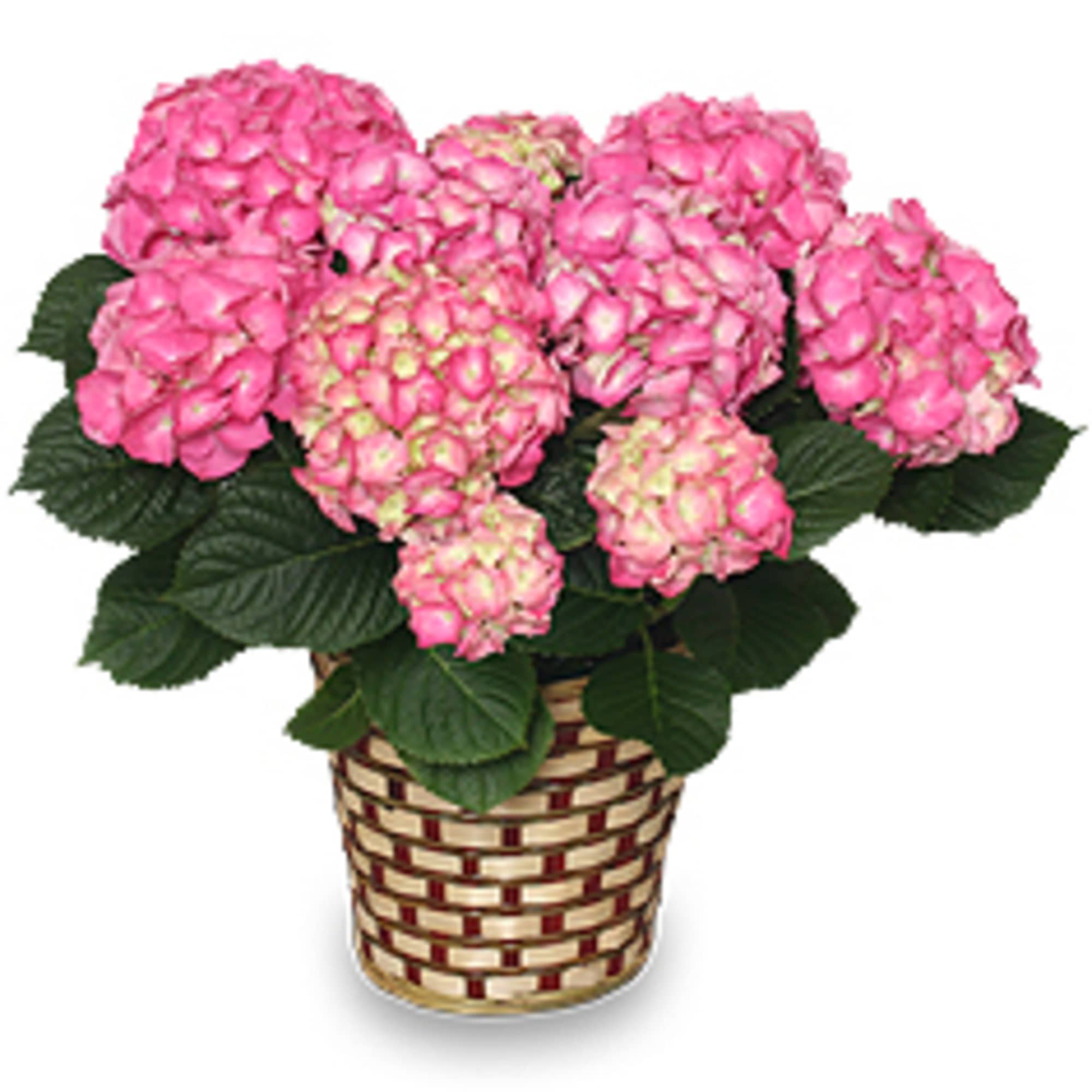 Our PINK HYDRANGEA PLANT makes a wonderful gift for any occasion 