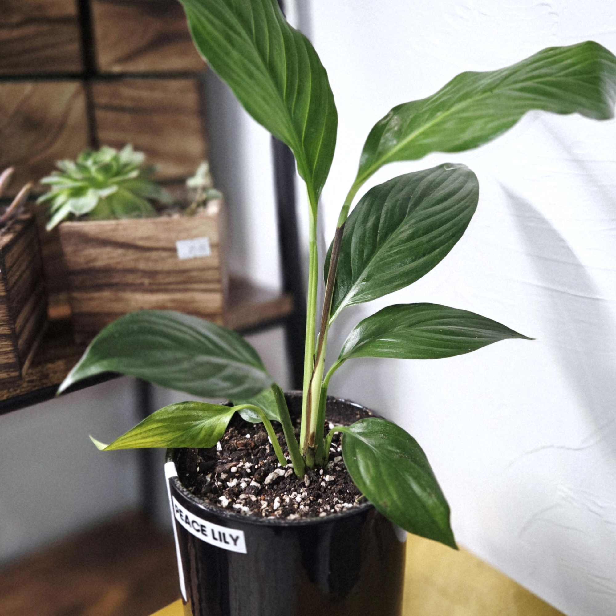 Send your condolences with this Peace Lily in a Tennessee Clay (made