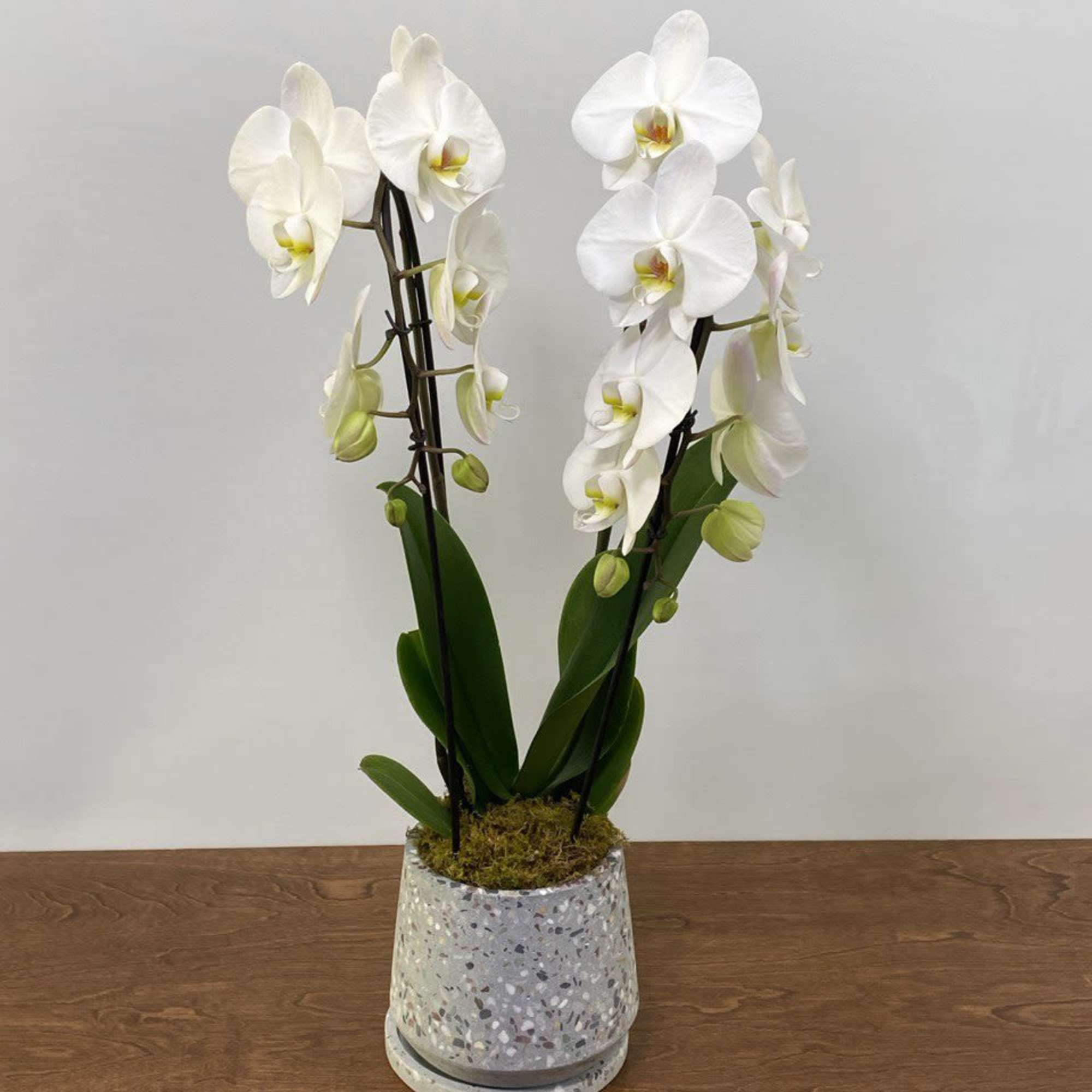 A graceful display of pristine white, pink or purple Phalaenopsis orchids cascading