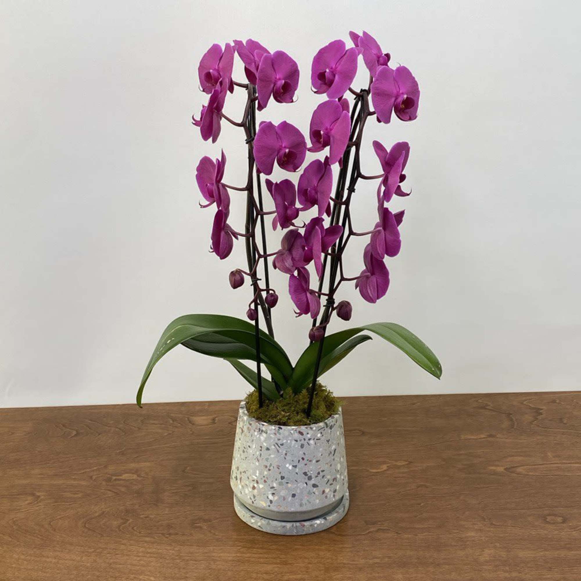 A graceful display of pristine white, pink or purple Phalaenopsis orchids cascading