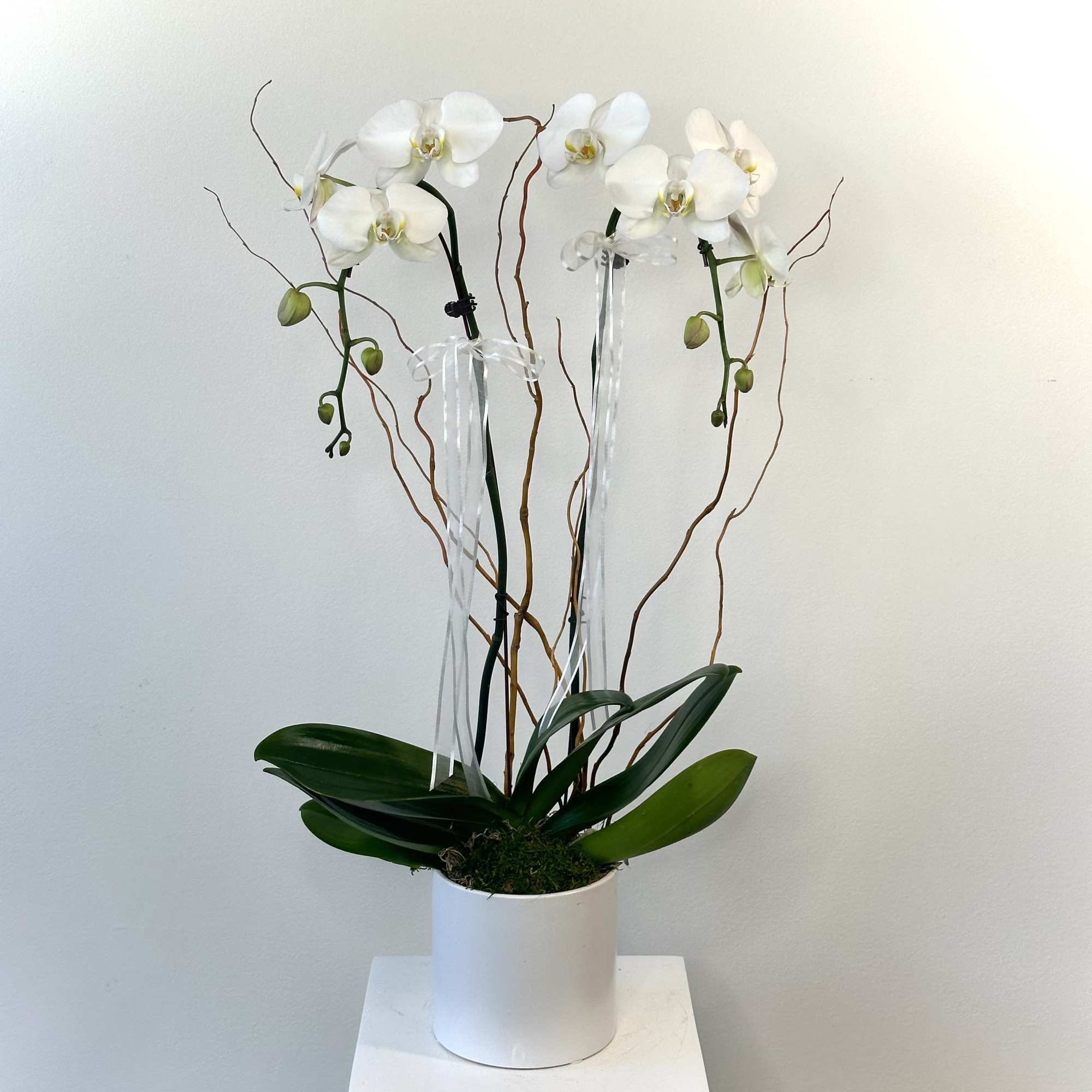Pure elegance. That's what these divine white phalaenopsis orchids deliver. They're beautiful