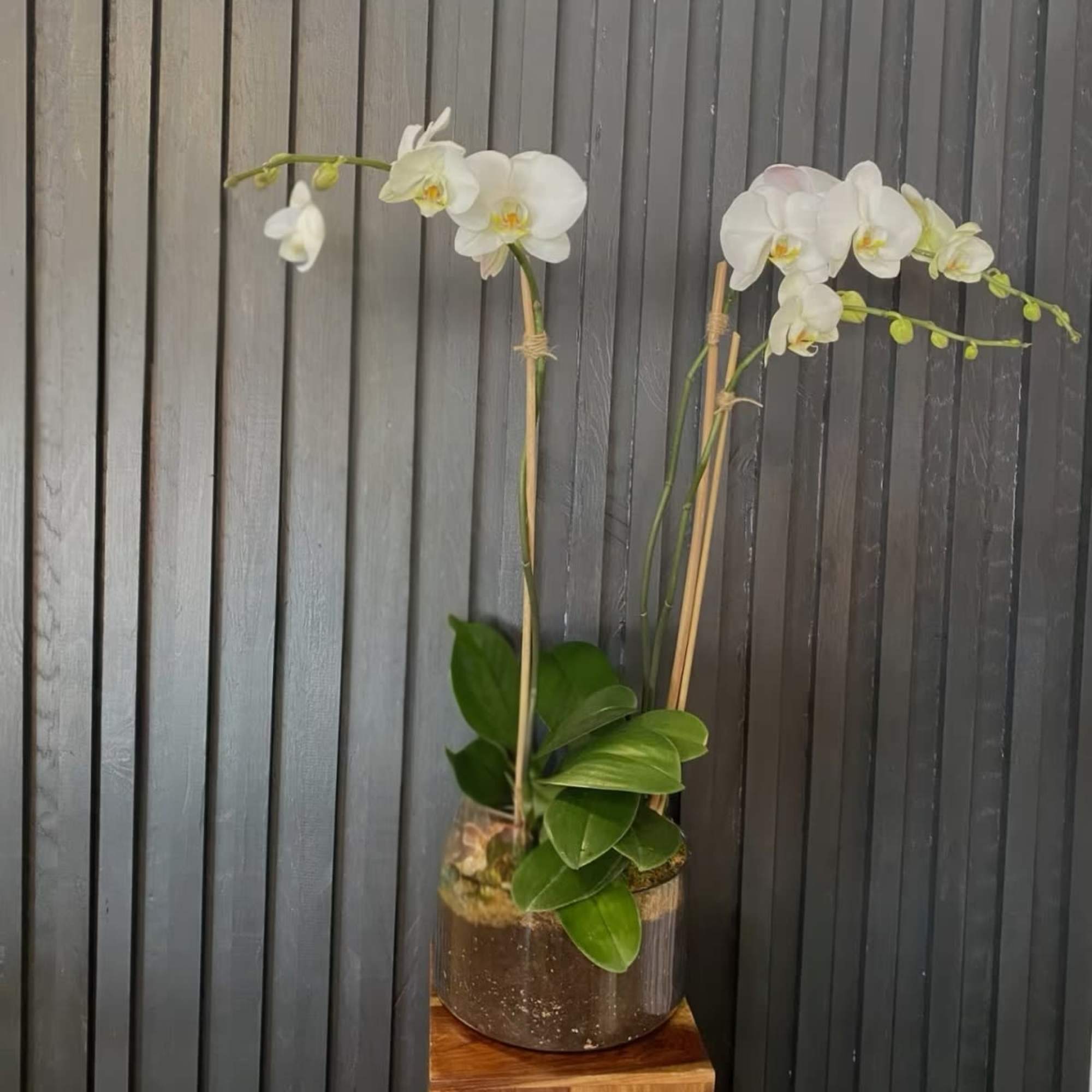 A beautiful and classic double stem white orchid. Perfect for all occasions