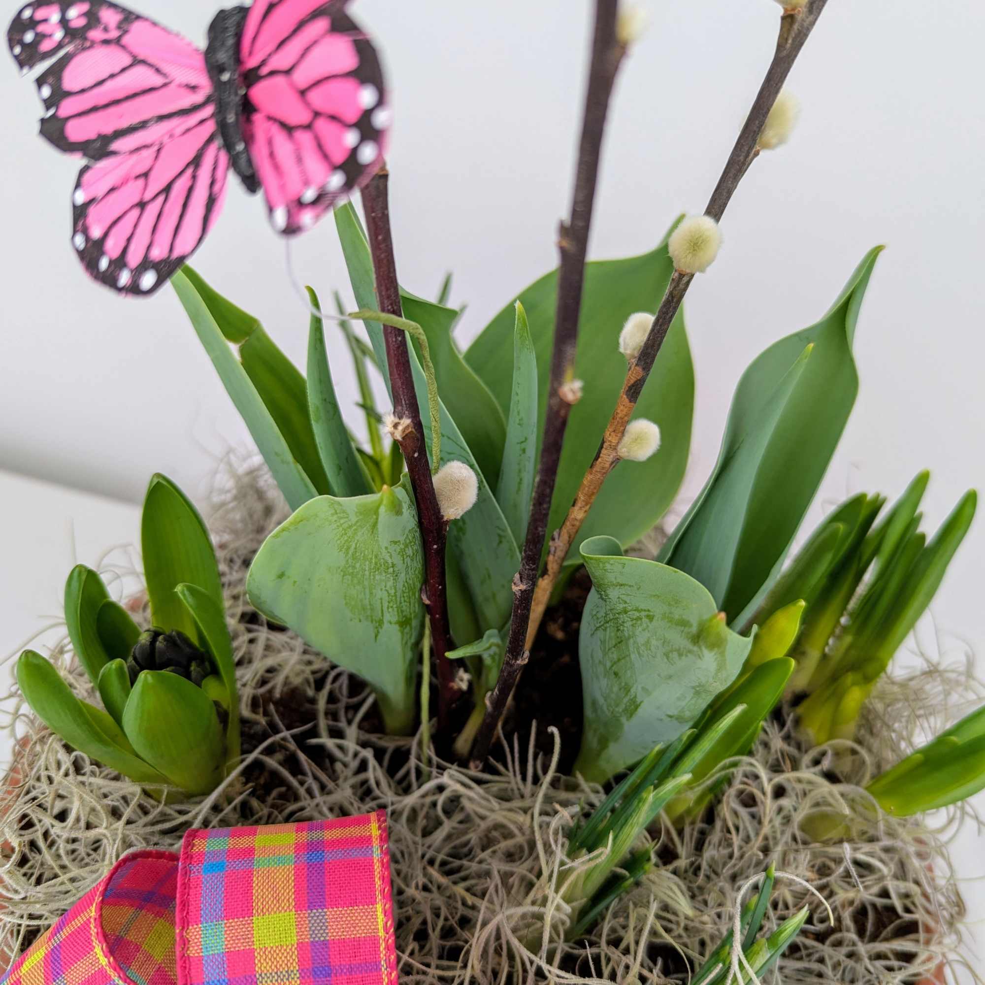 A bowl of assorted bulb plants -- so fun to watch it