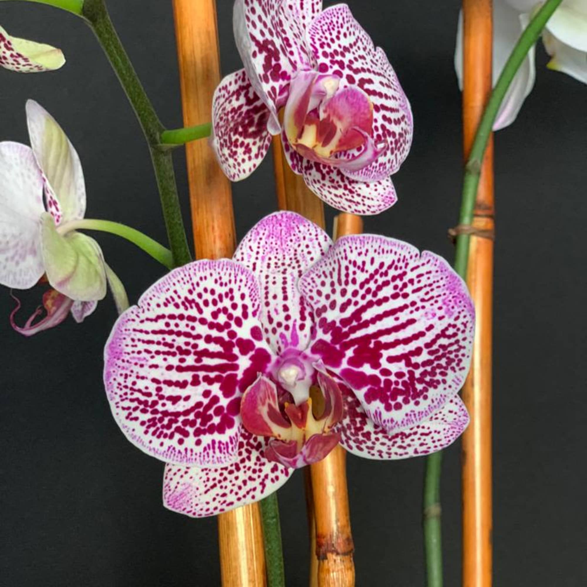 Each design celebrates our loved ones, the special moments in our lives