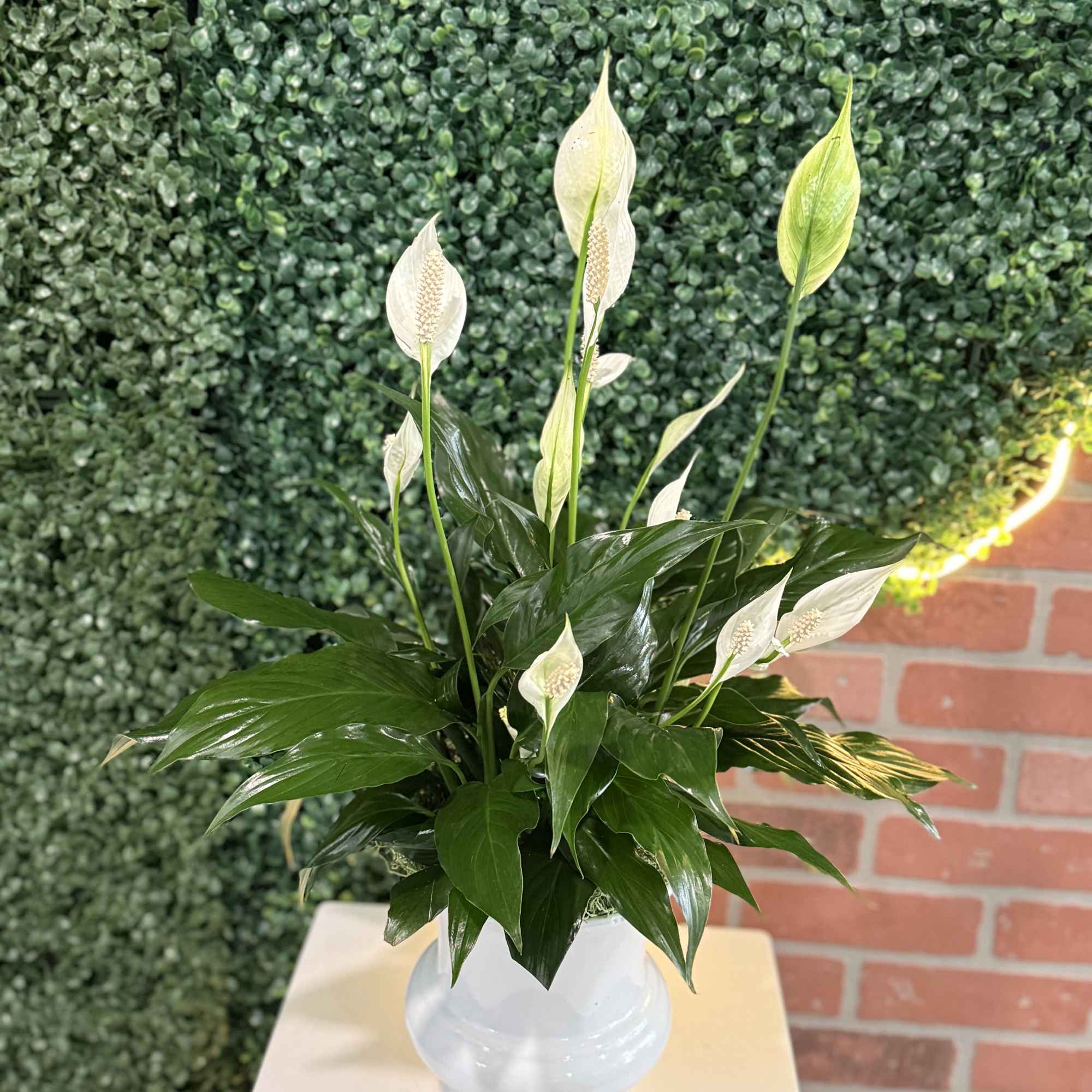This Peace Lily (Spathiphyllum), beautifully presented in a glossy white planter. Known