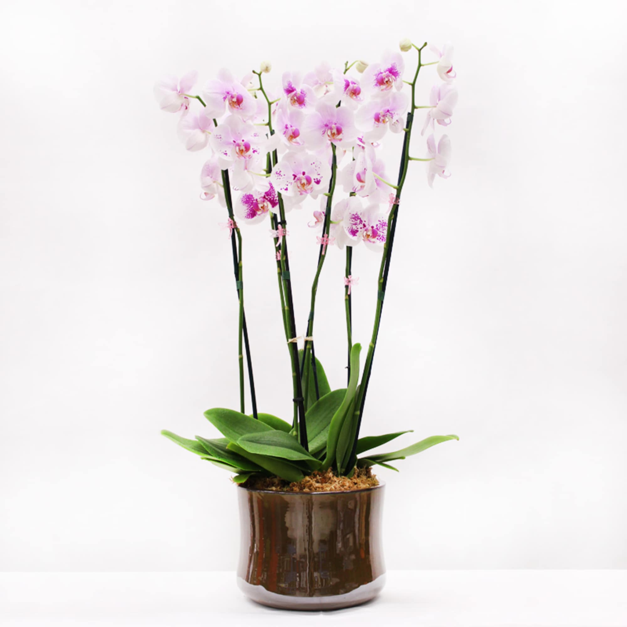 From the Waianae Coast of Oahu, this stunning 6-stem pot will light