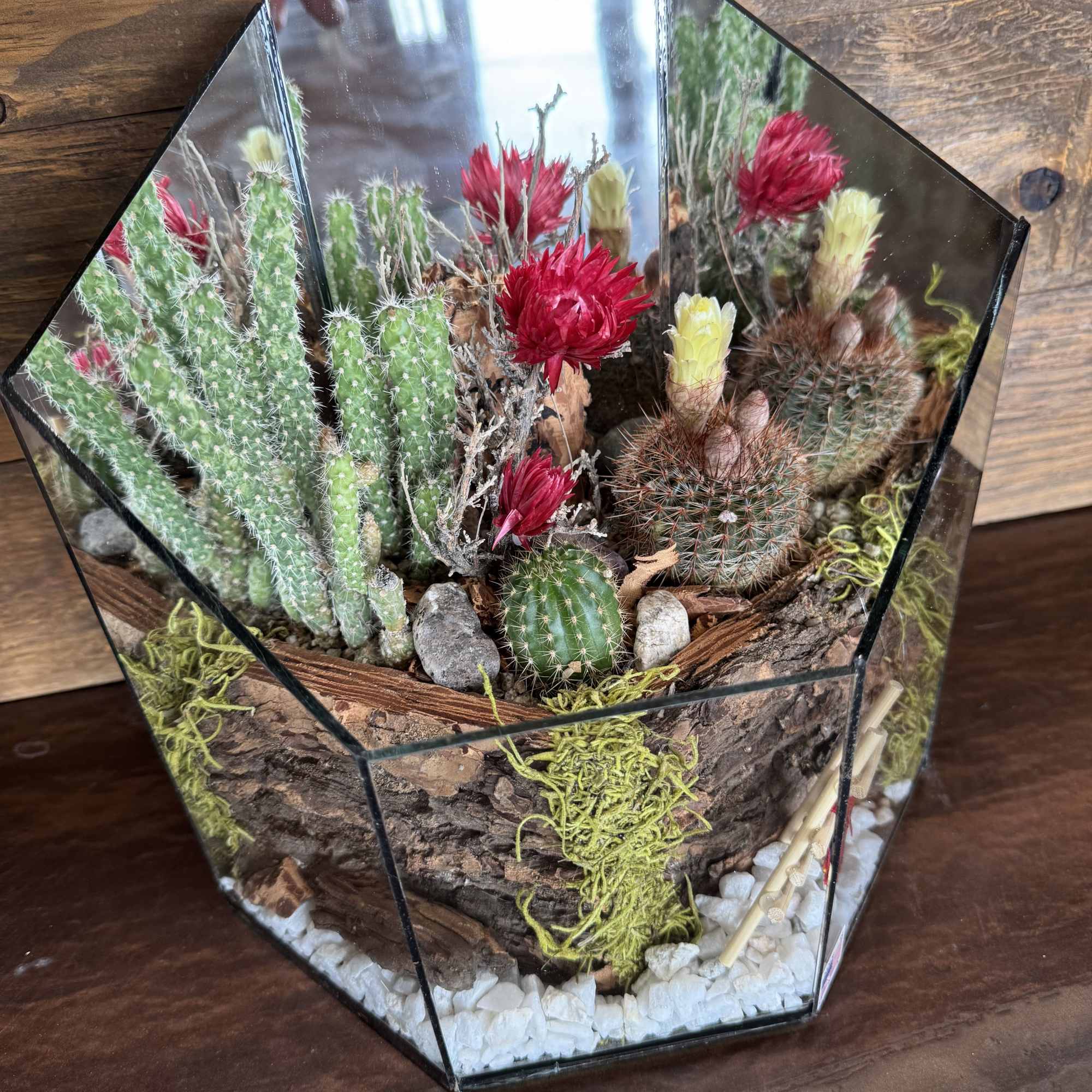Beautiful Arizona cactus terrarium with live cactus plants make a perfect gift.