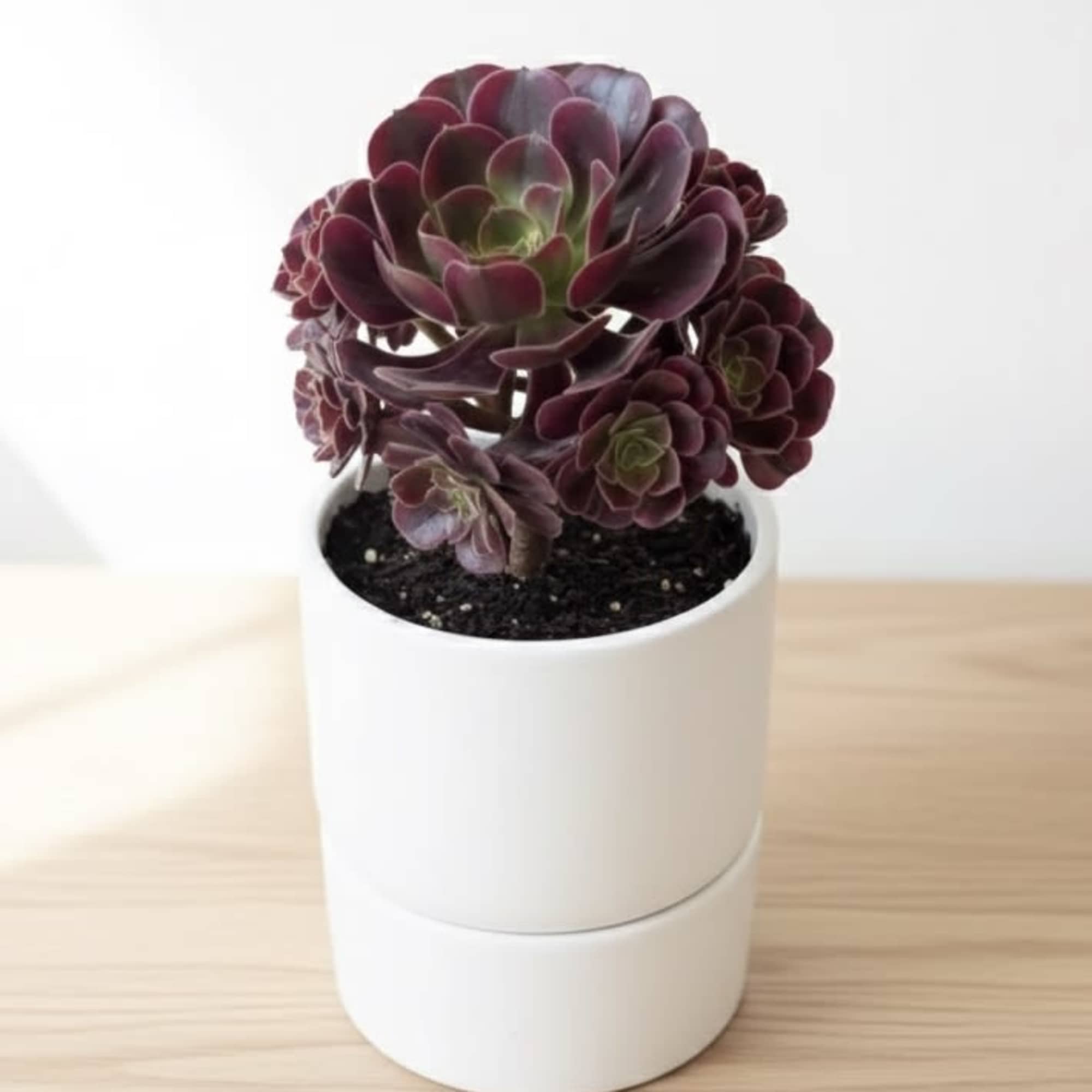 Sophisticated and sculptural, the Crimson Crown is a living work of art.