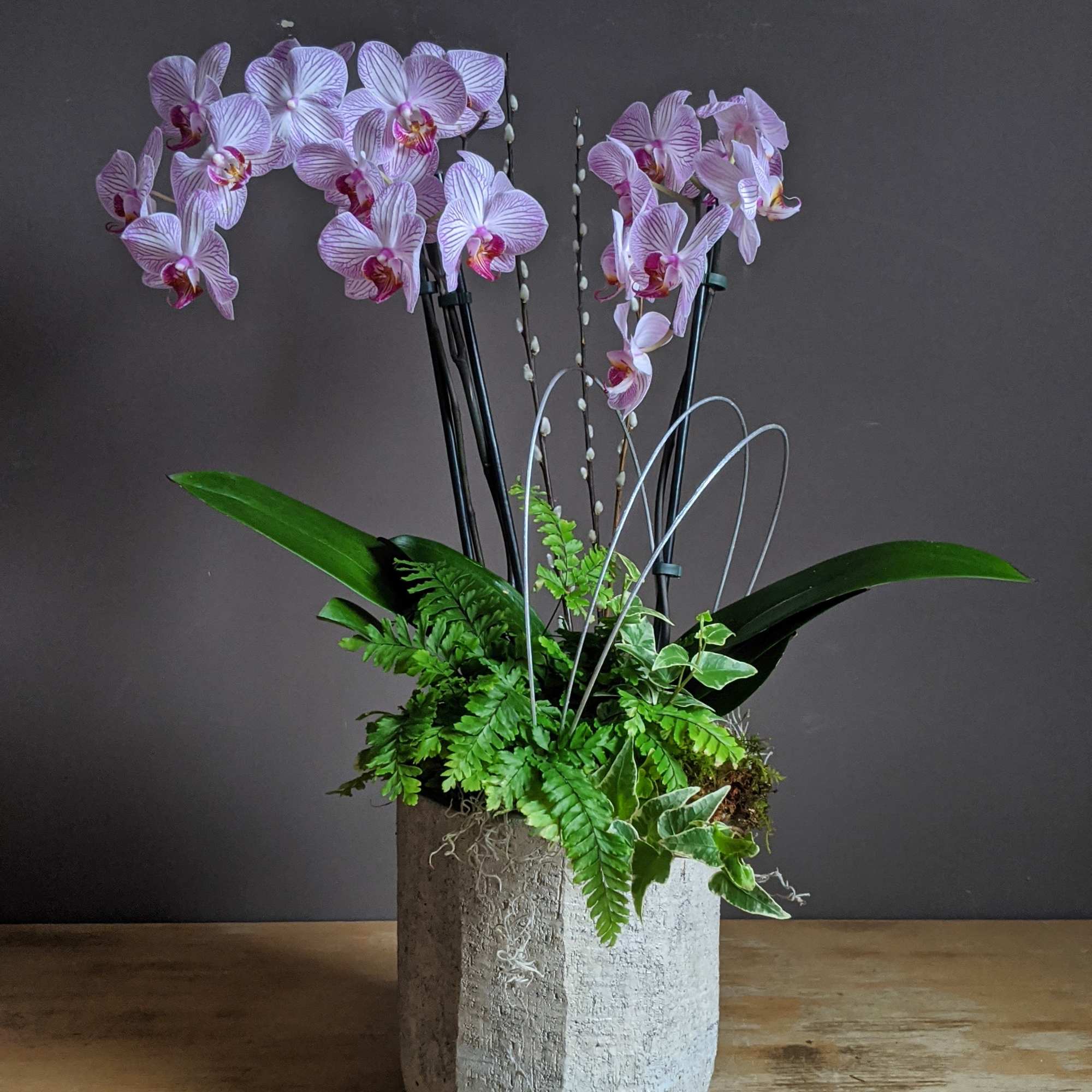 Shown with a Phalenopsis Orchid and mixed foliage plants/ succulents in a