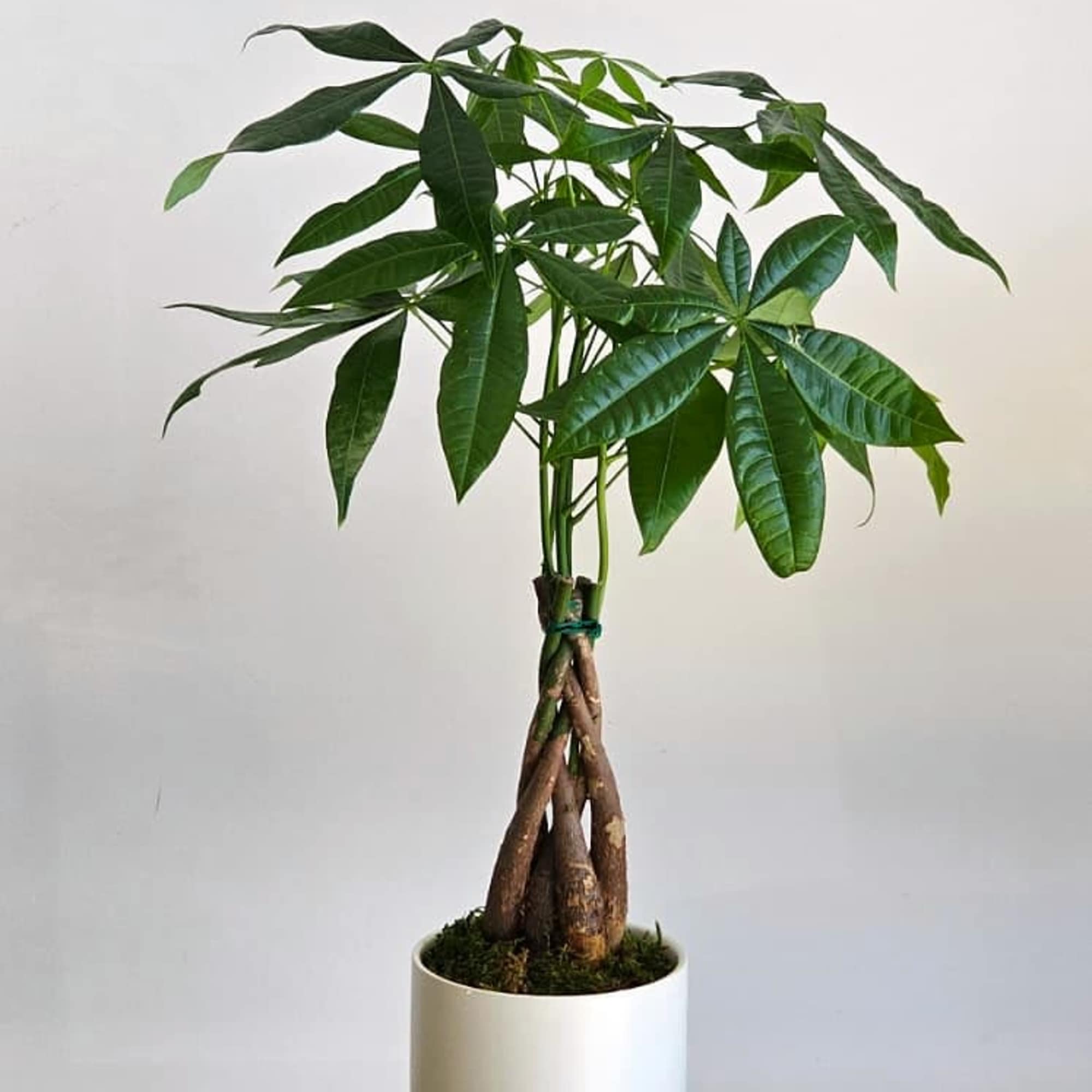 A 23-inch medium plant set in a simple ceramic pot. Its slim