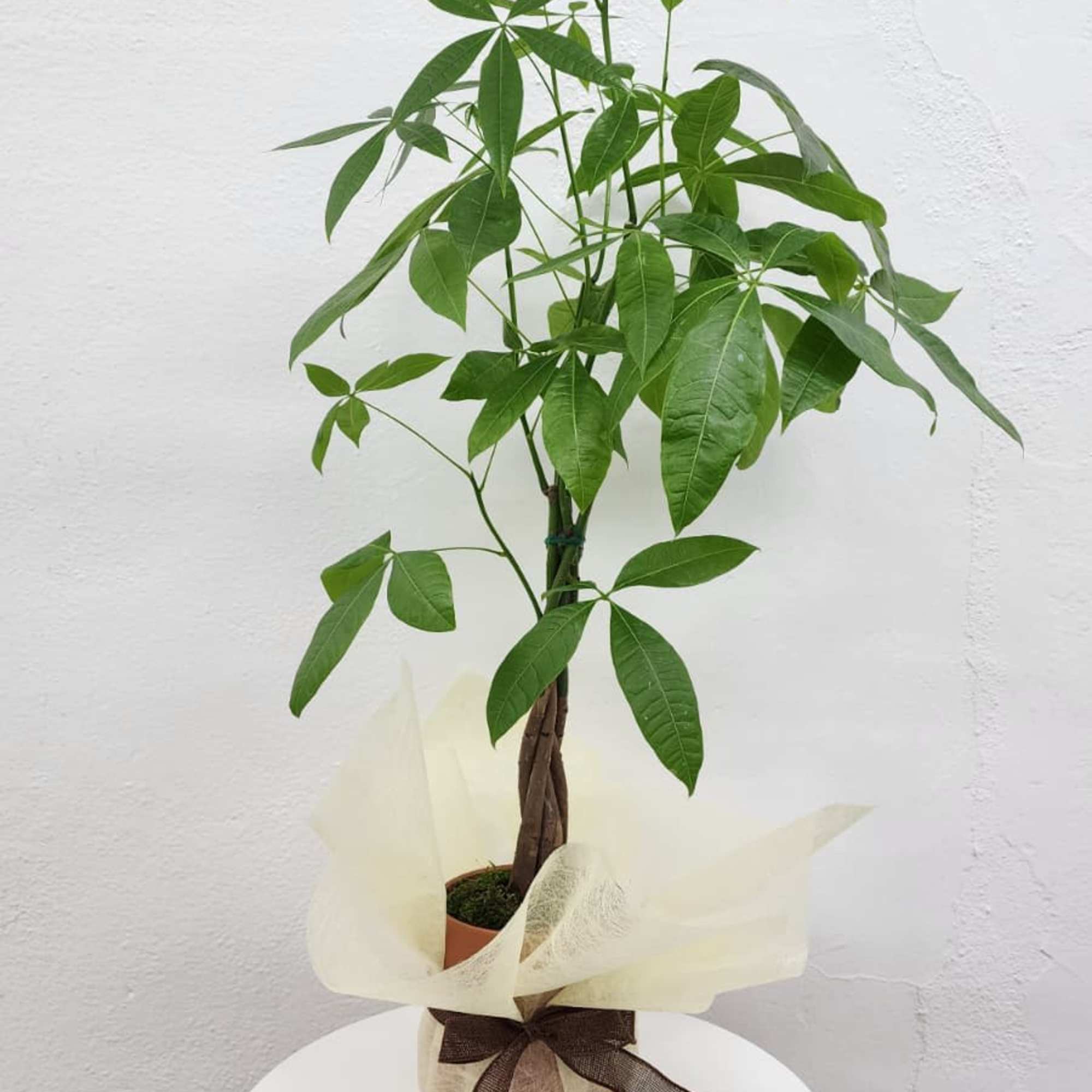 A 23-inch medium plant set in a simple ceramic pot. Its slim