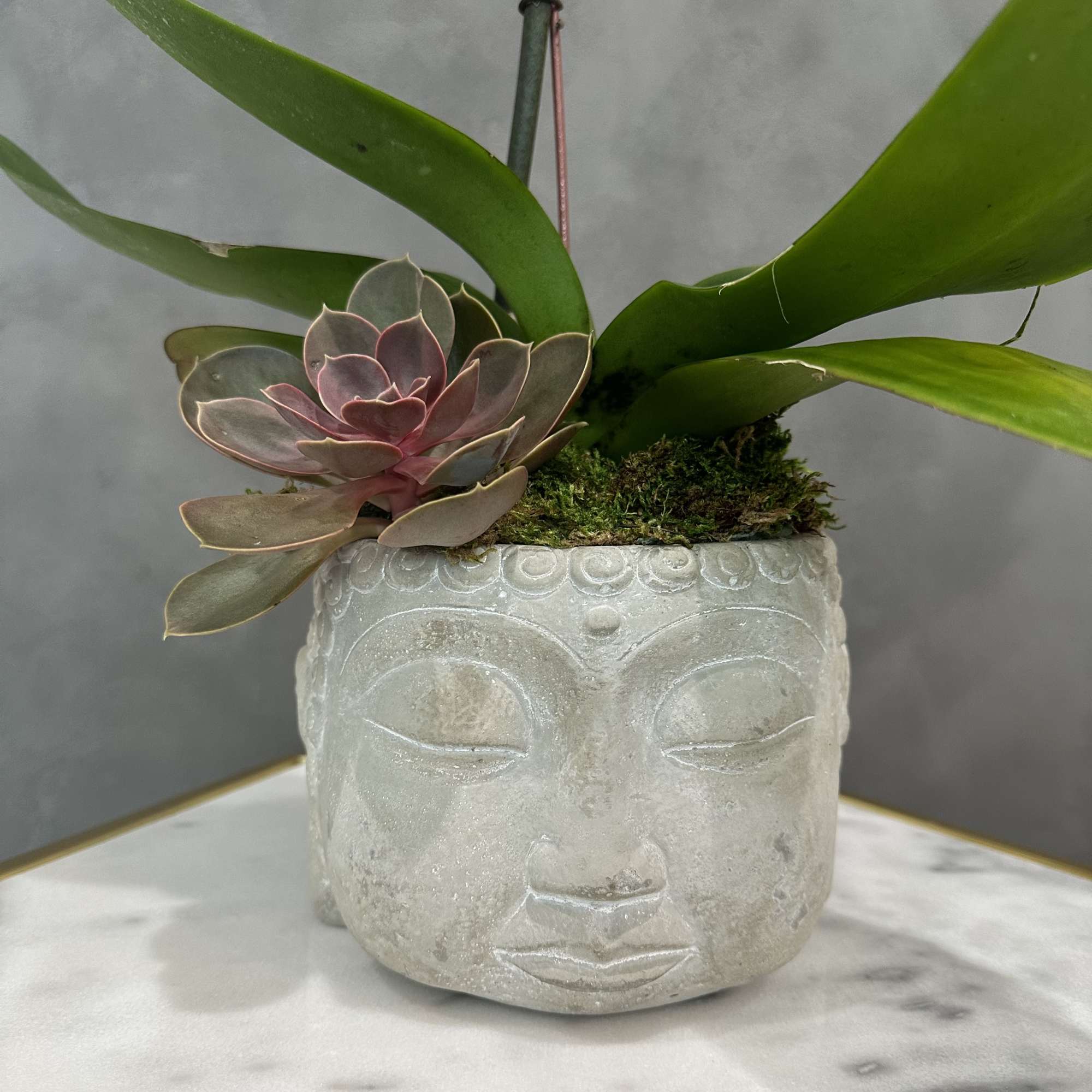 Single orchid stem in a vase with succulents. Perfect home decor addition