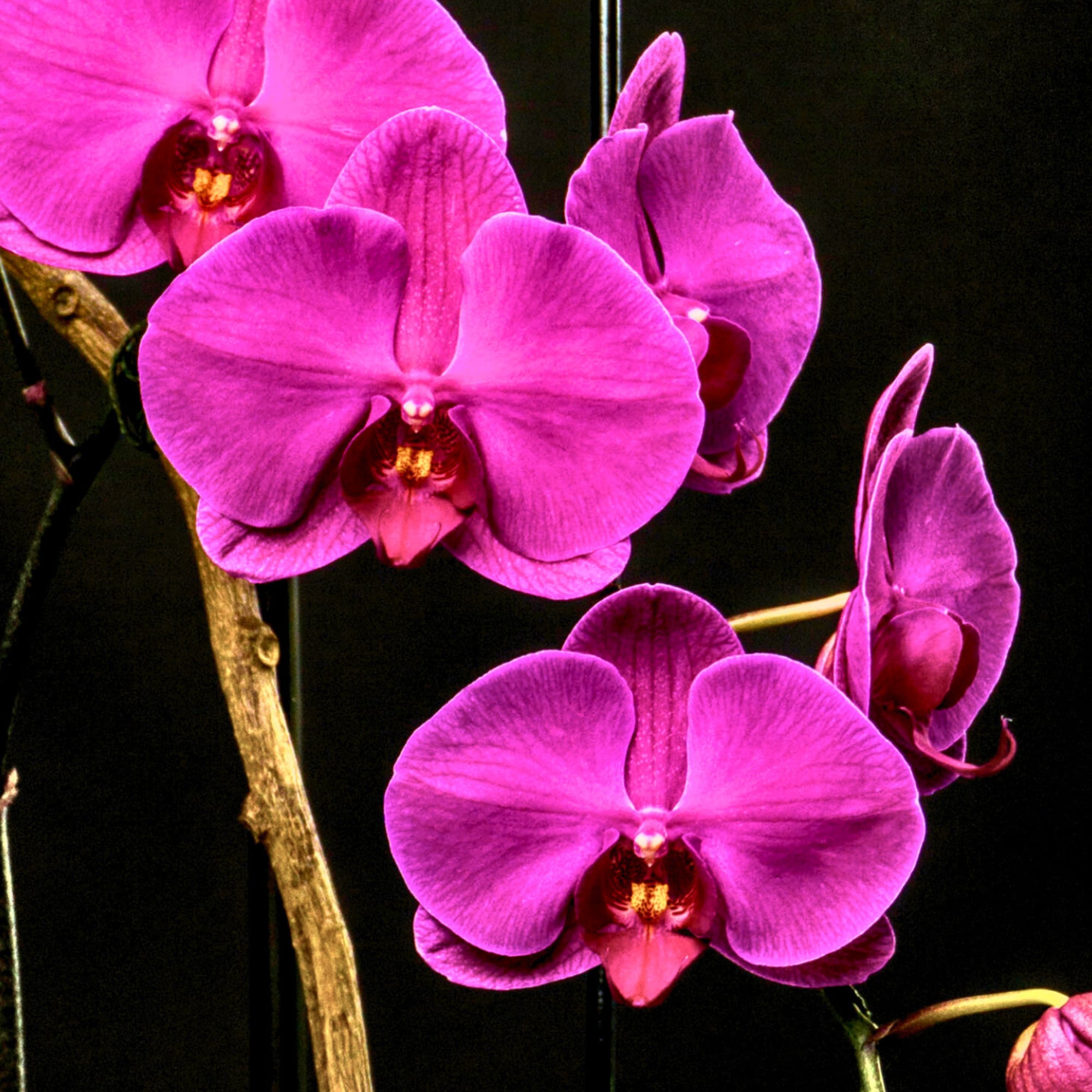 A magnificent magenta Phalaenopsis orchid plant designed in a black square ceramic