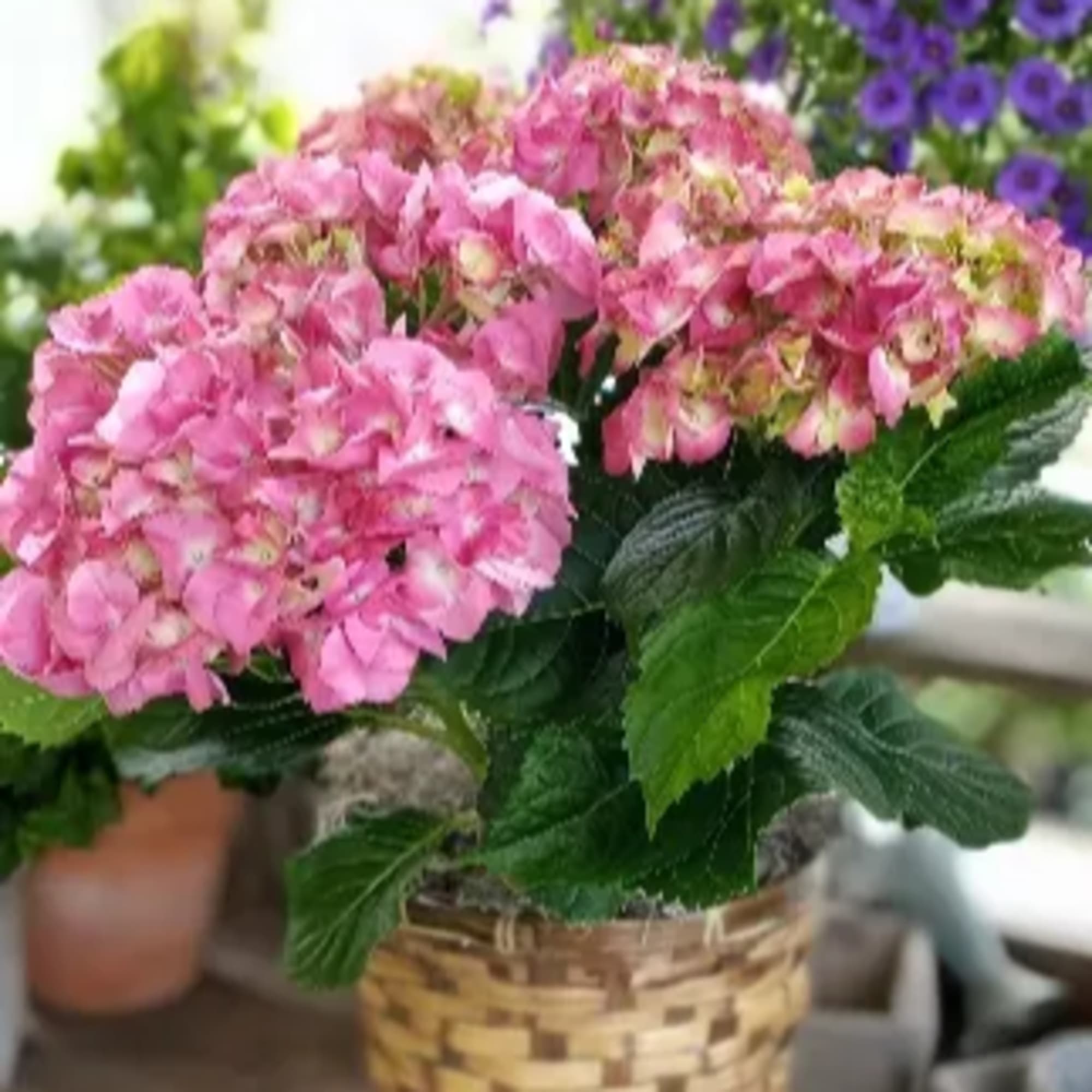 This vibrant hydrangea, blooming in shades of pink or purple, will brighten