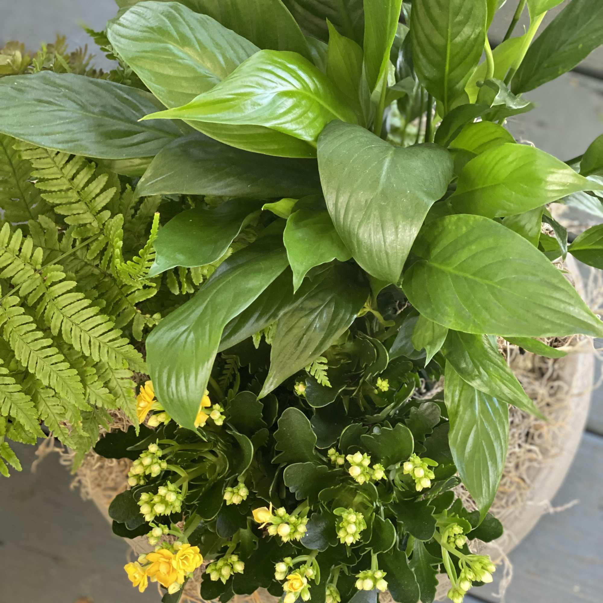 A Lasting Gift of Natural Beauty
Discover the "Delightful Garden," the perfect choice