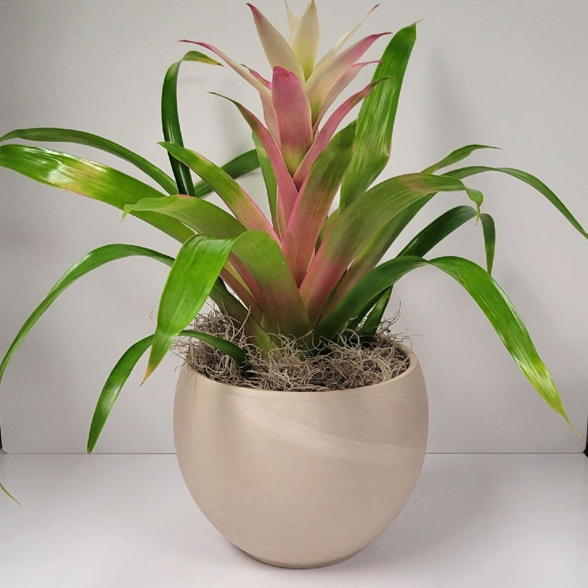 A plant with a cool shape, bright color, that works as an