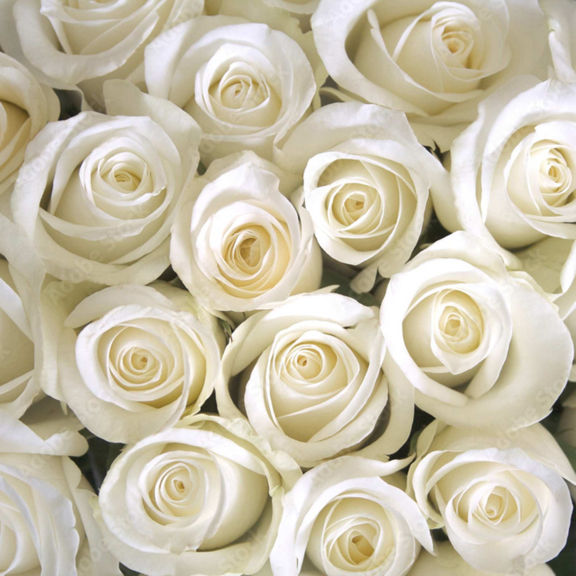 You choose, we create! 
By selecting the number of roses, our designer's