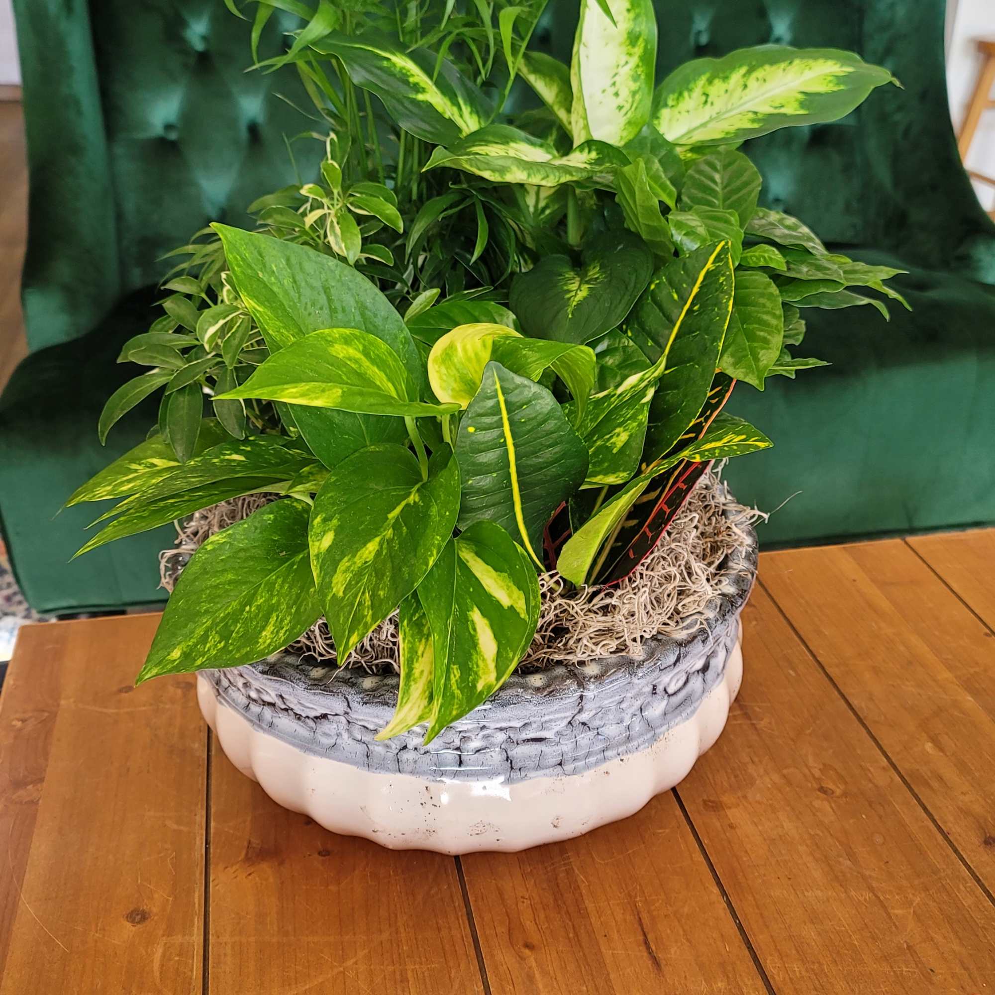 *CONTAINER AND PLANTS VARY BASED ON STOCK* A beautiful dish garden featuring