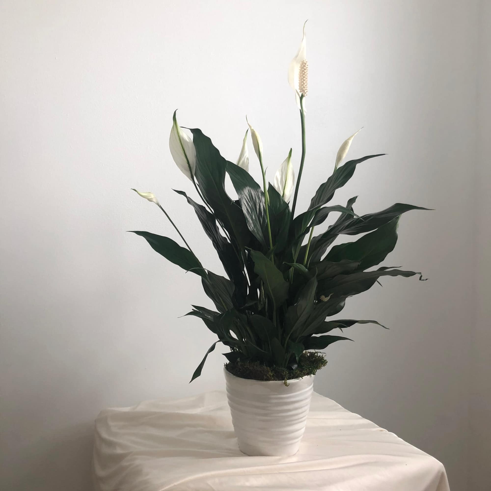 Sending Peace and Love to you and your loved ones during this