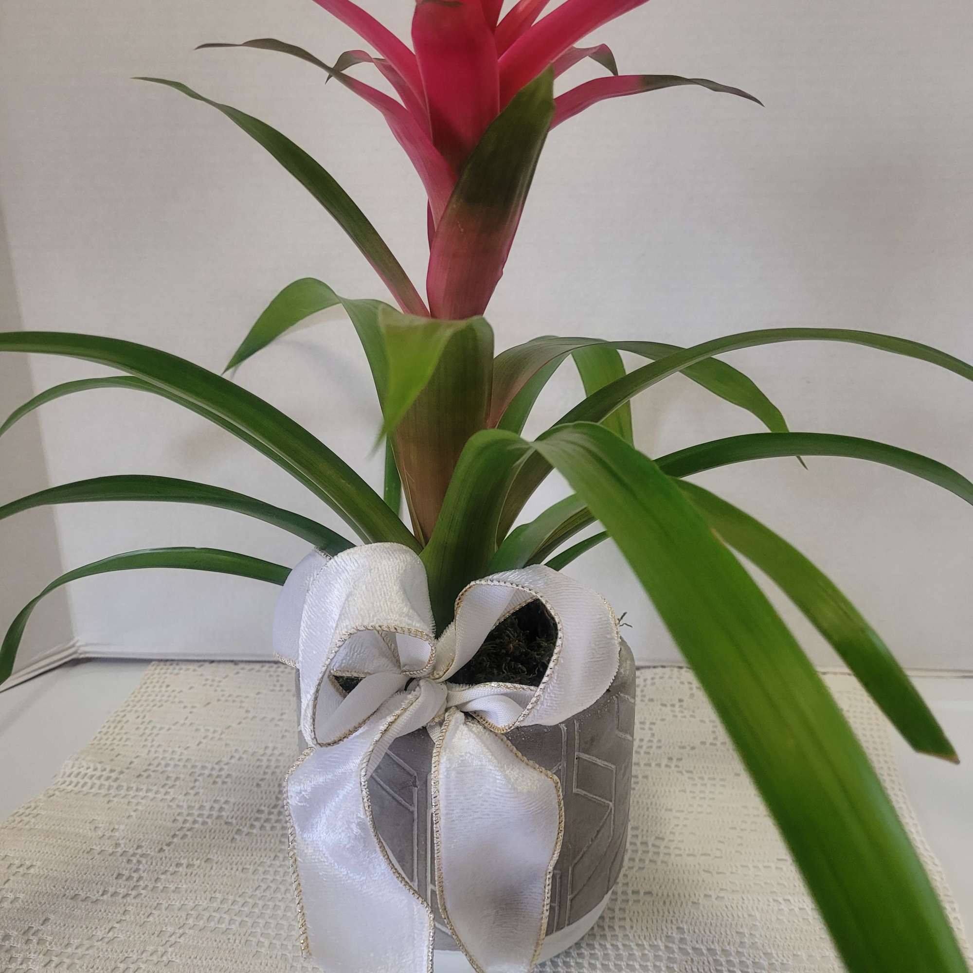 The red blossom on this bromeliad will last for a few months.