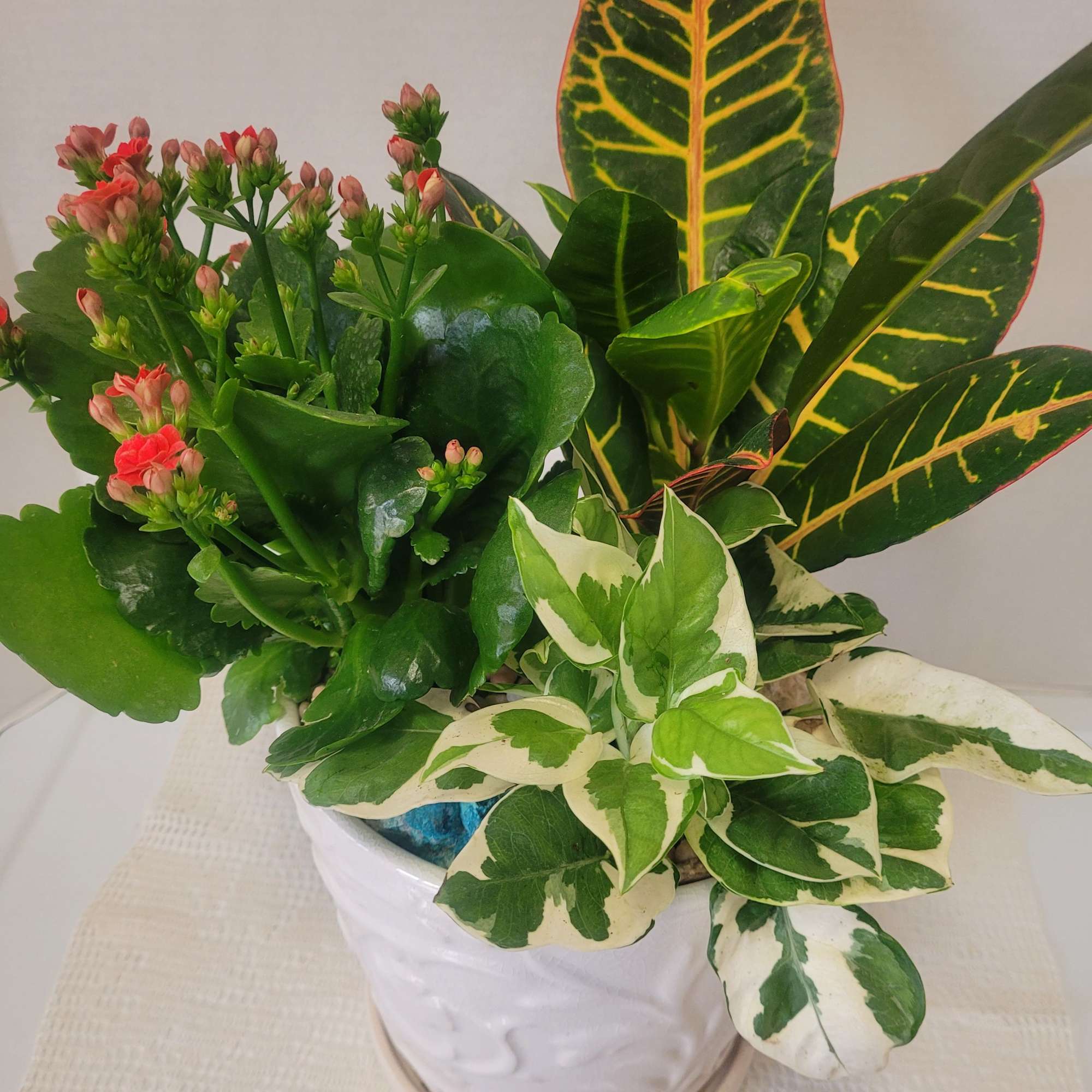 Blooming red Kalanchoe mixed with luscious greens. The ceramic has a saucer