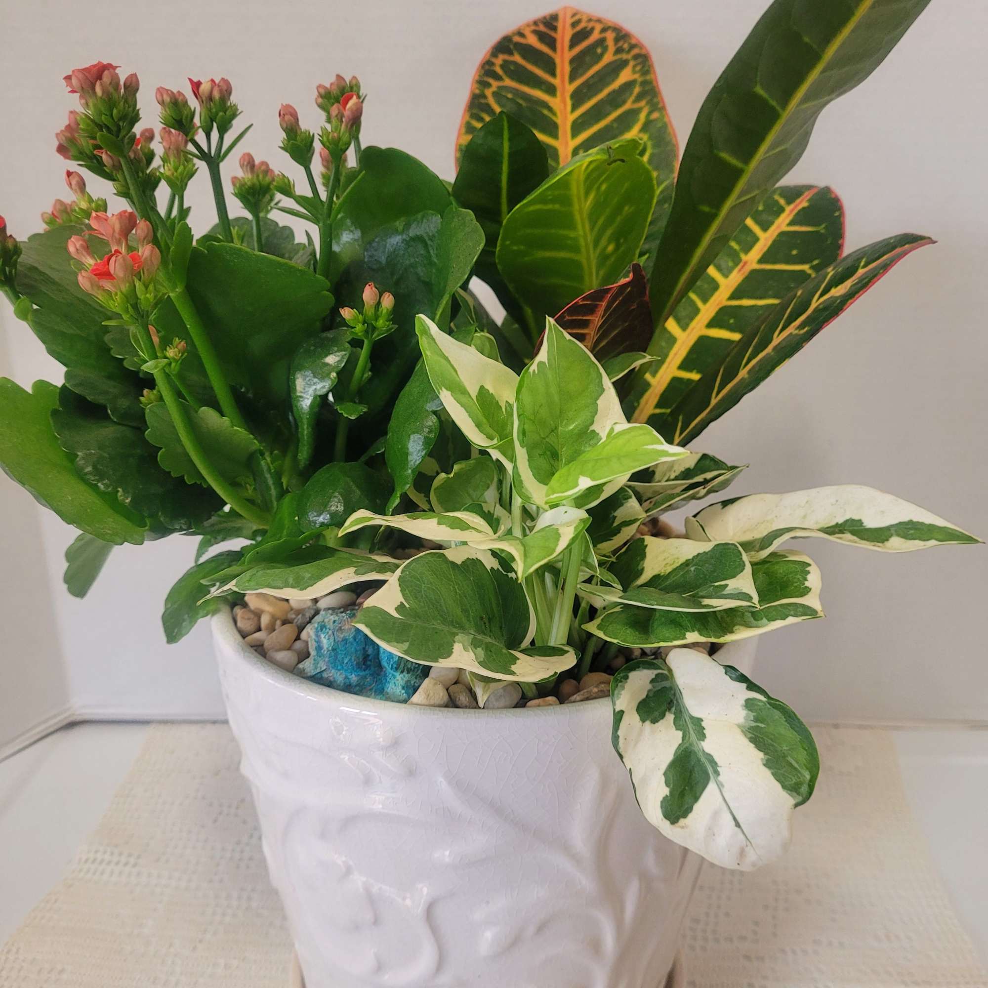 Blooming red Kalanchoe mixed with luscious greens. The ceramic has a saucer