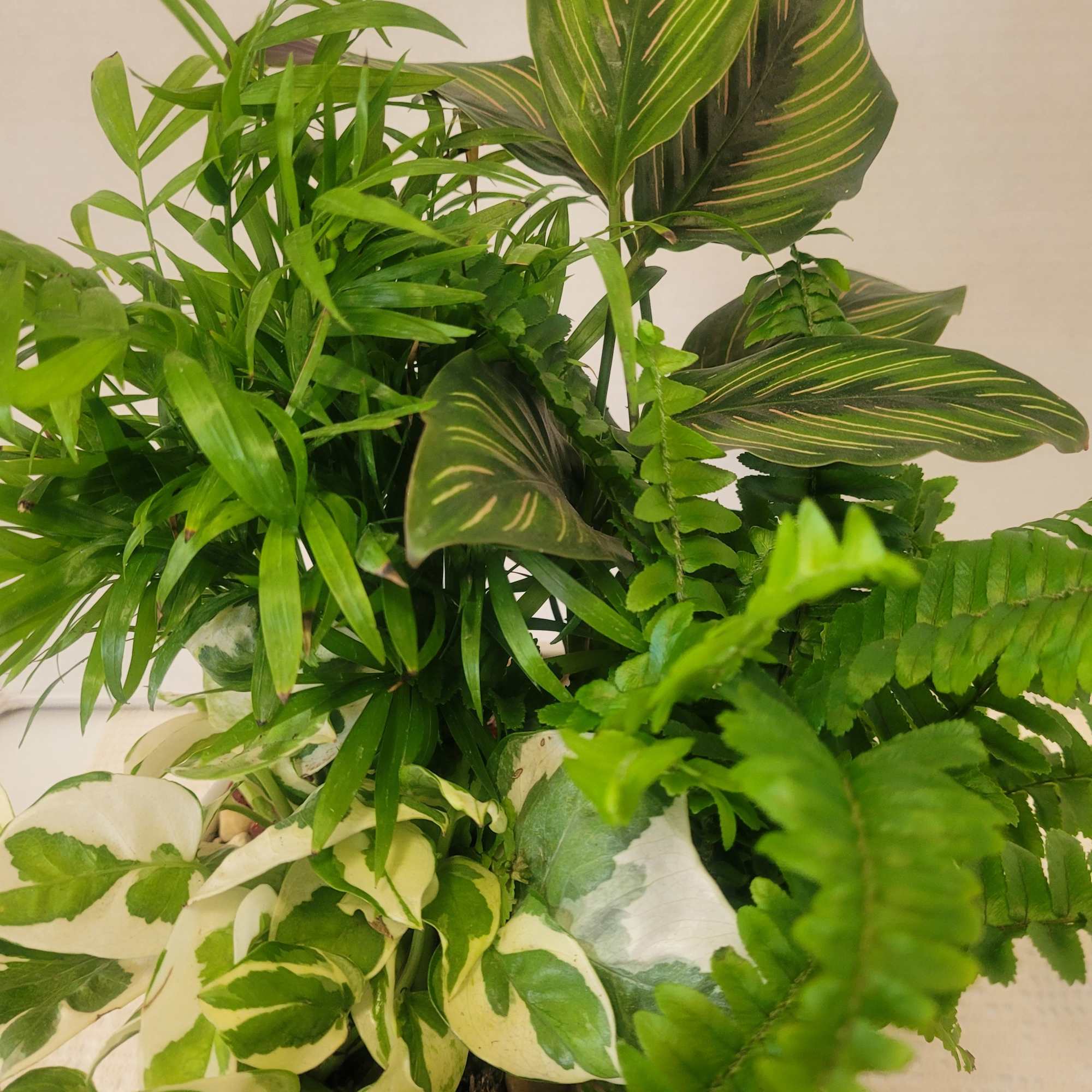 A beautiful arrangement planted in a decorative ceramic pot. Saucer is attached.