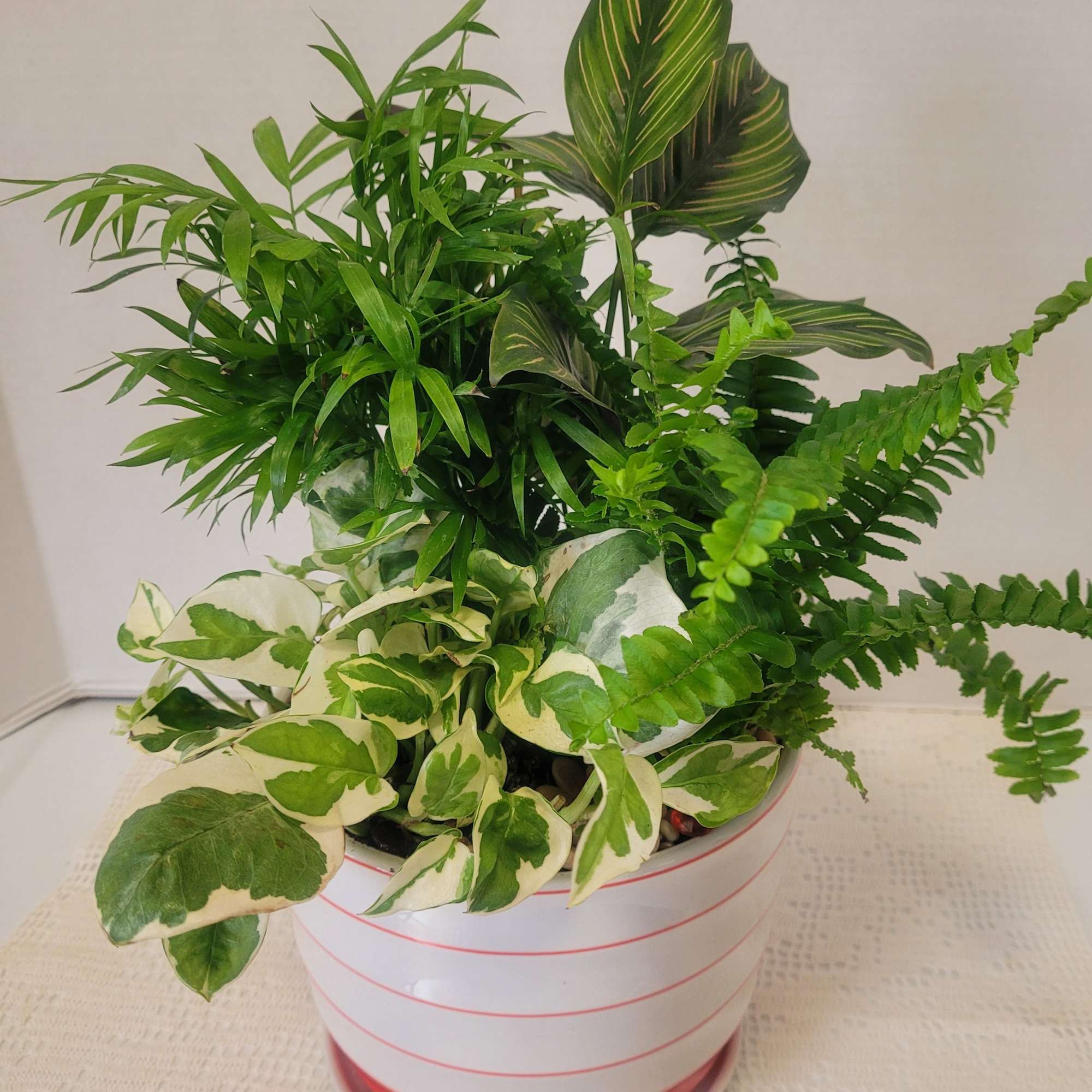 A beautiful arrangement planted in a decorative ceramic pot. Saucer is attached.