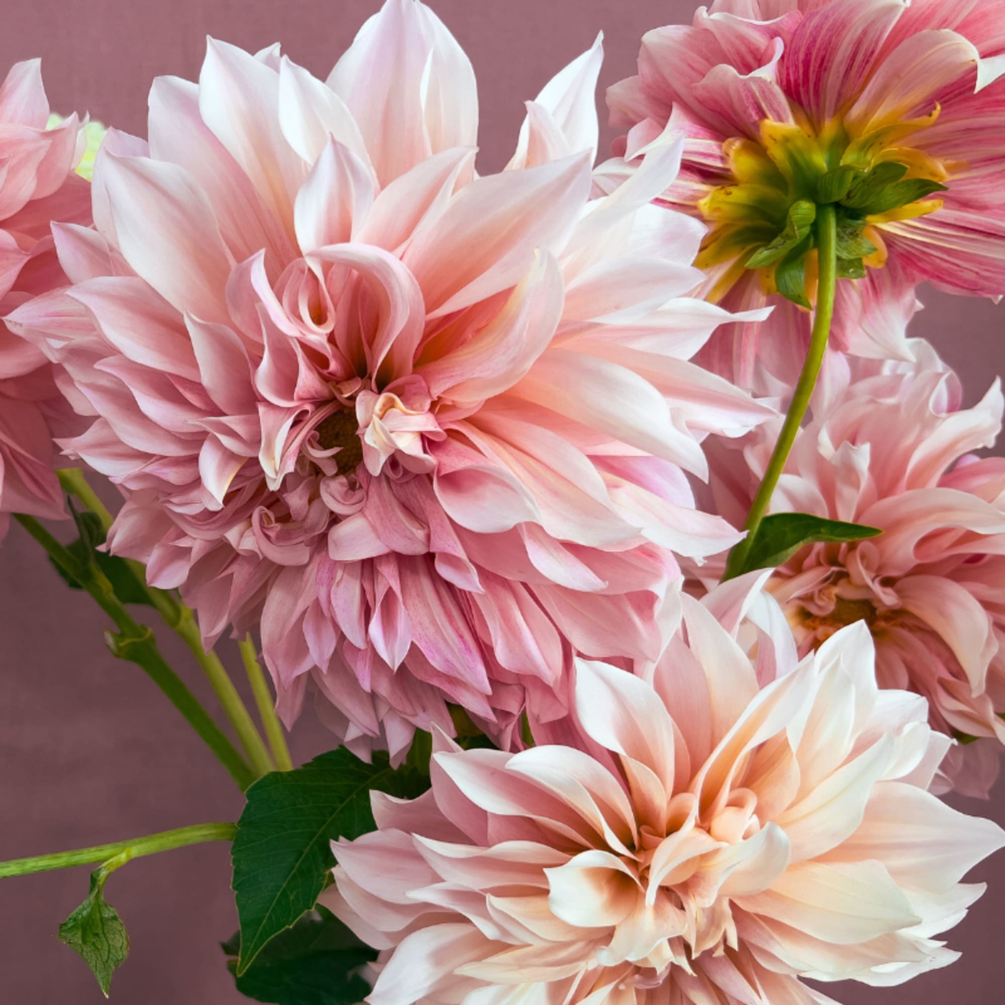 Florist-designed mix using the season&rsquo;s best blooms, colors and textures. A mixed