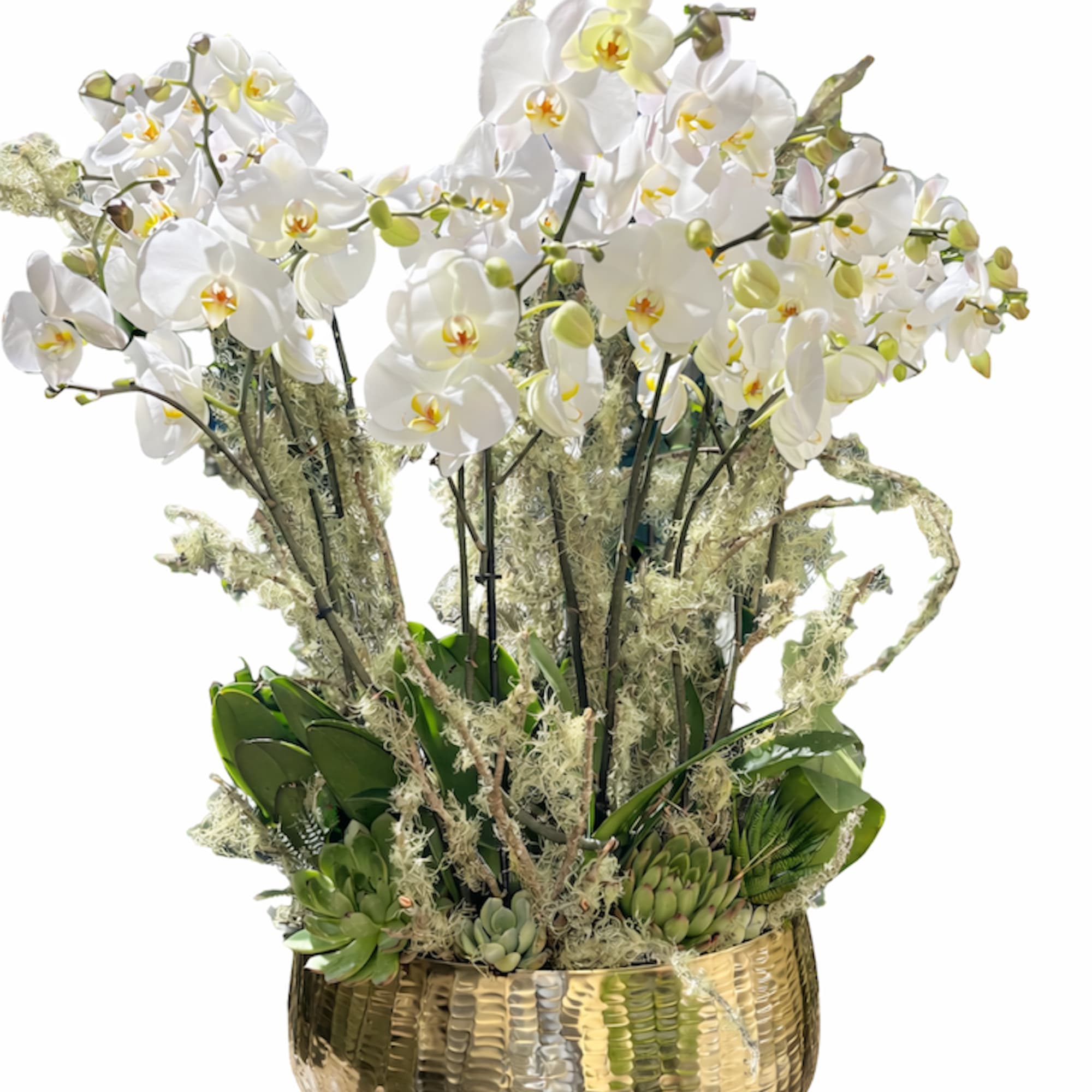 An elegant statement of lasting beauty &mdash; cascading white Phalaenopsis orchids rise