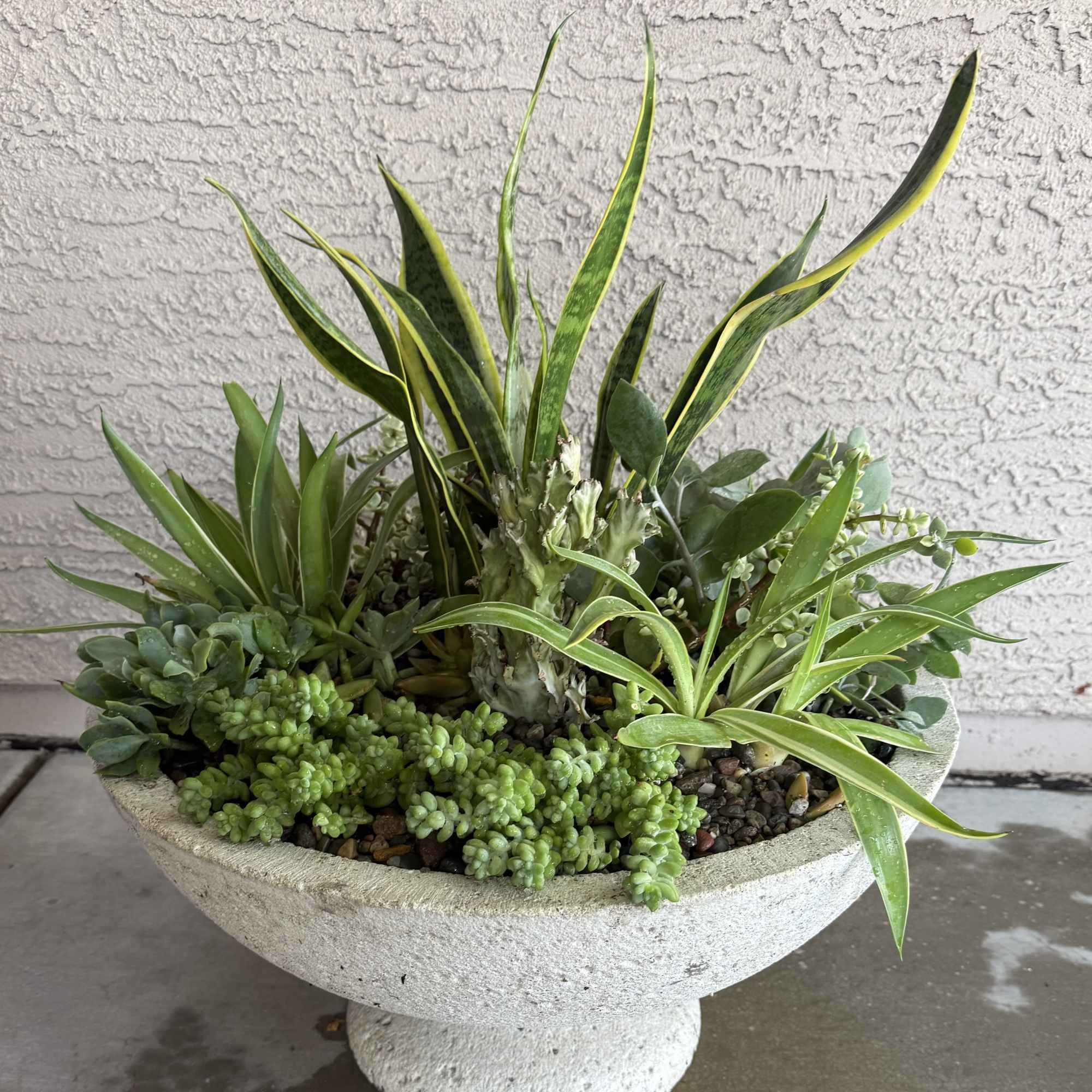 Extra large container filled with variety of succulent,  sansievieria (snake plant)