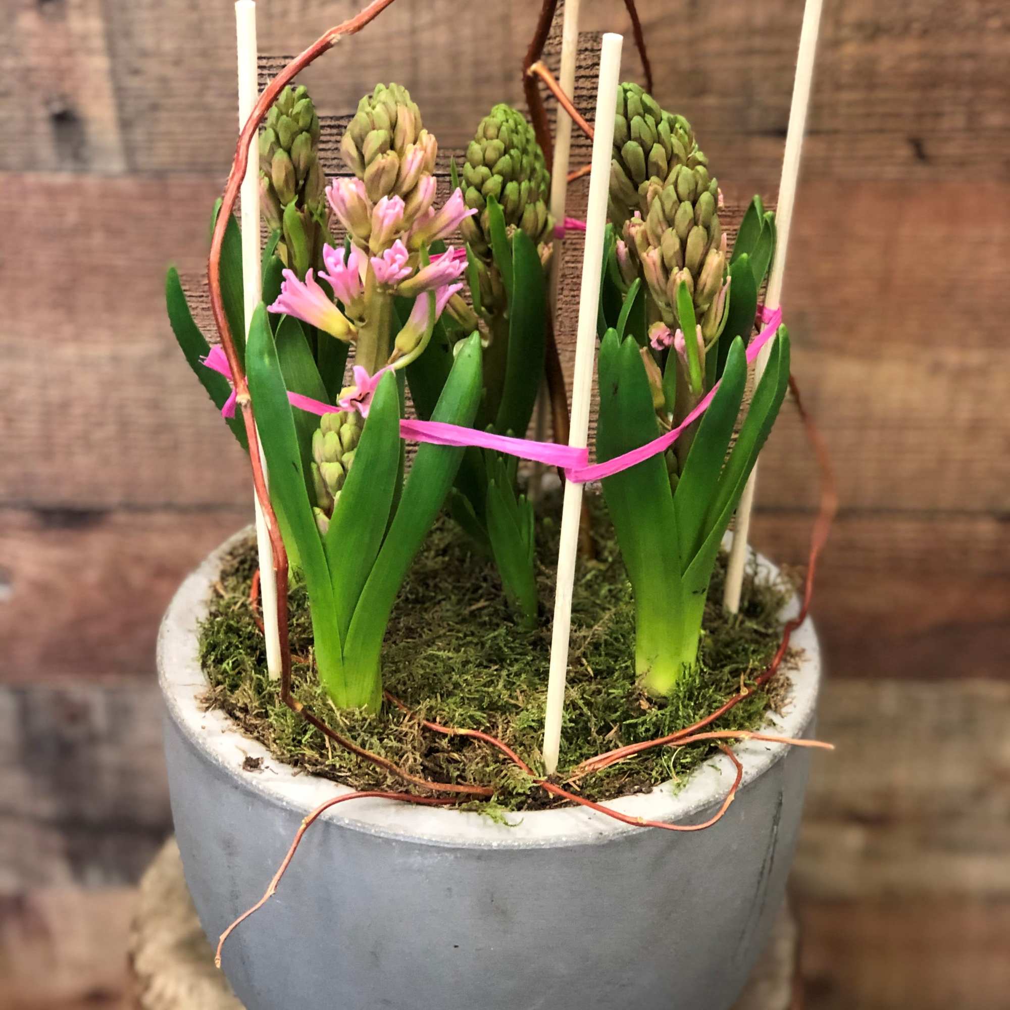 Nothing says Spring like a colorful pot of fragrant Hyacinths! Hyacinth Plants