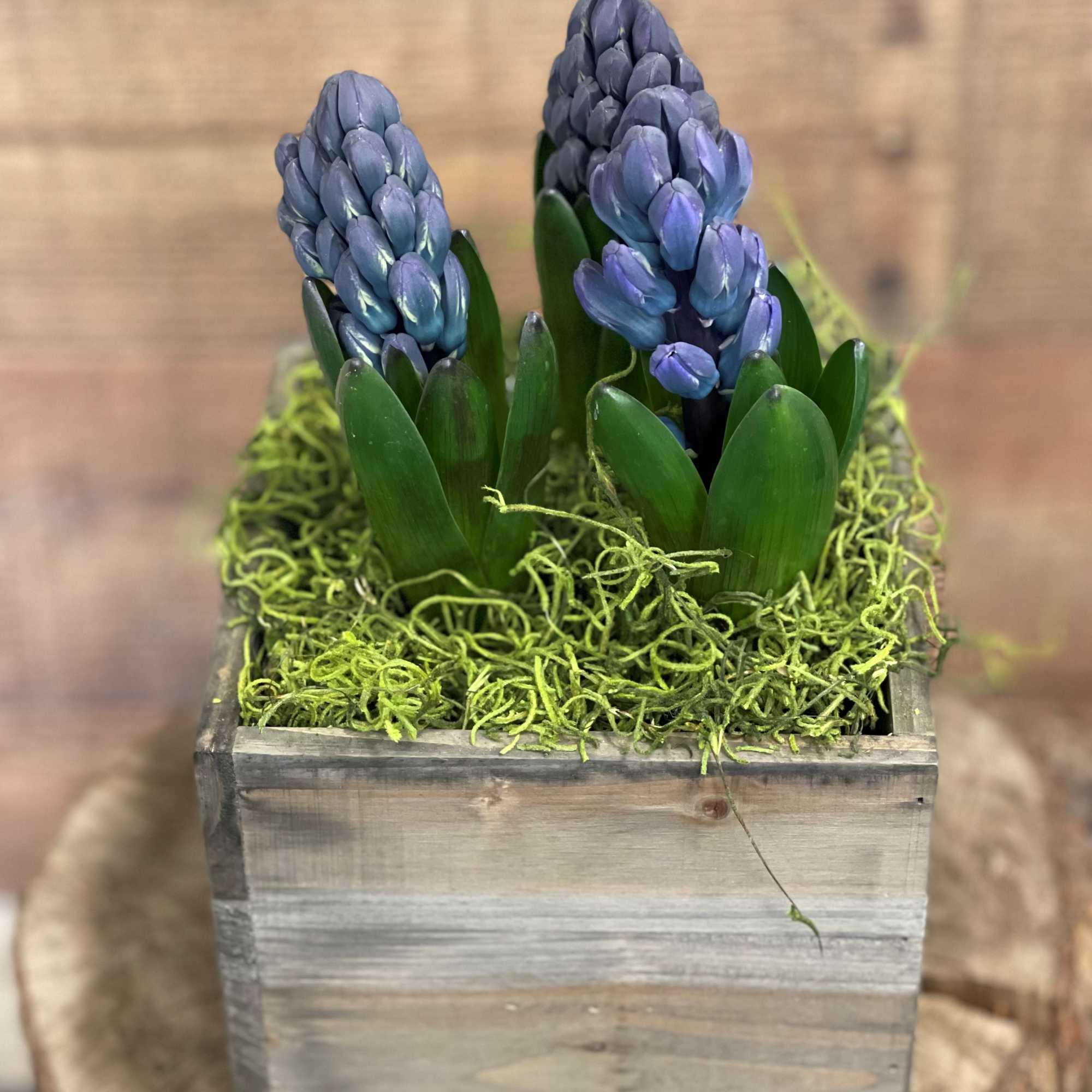 Nothing says Spring like a colorful pot of fragrant Hyacinths! Hyacinth Plants