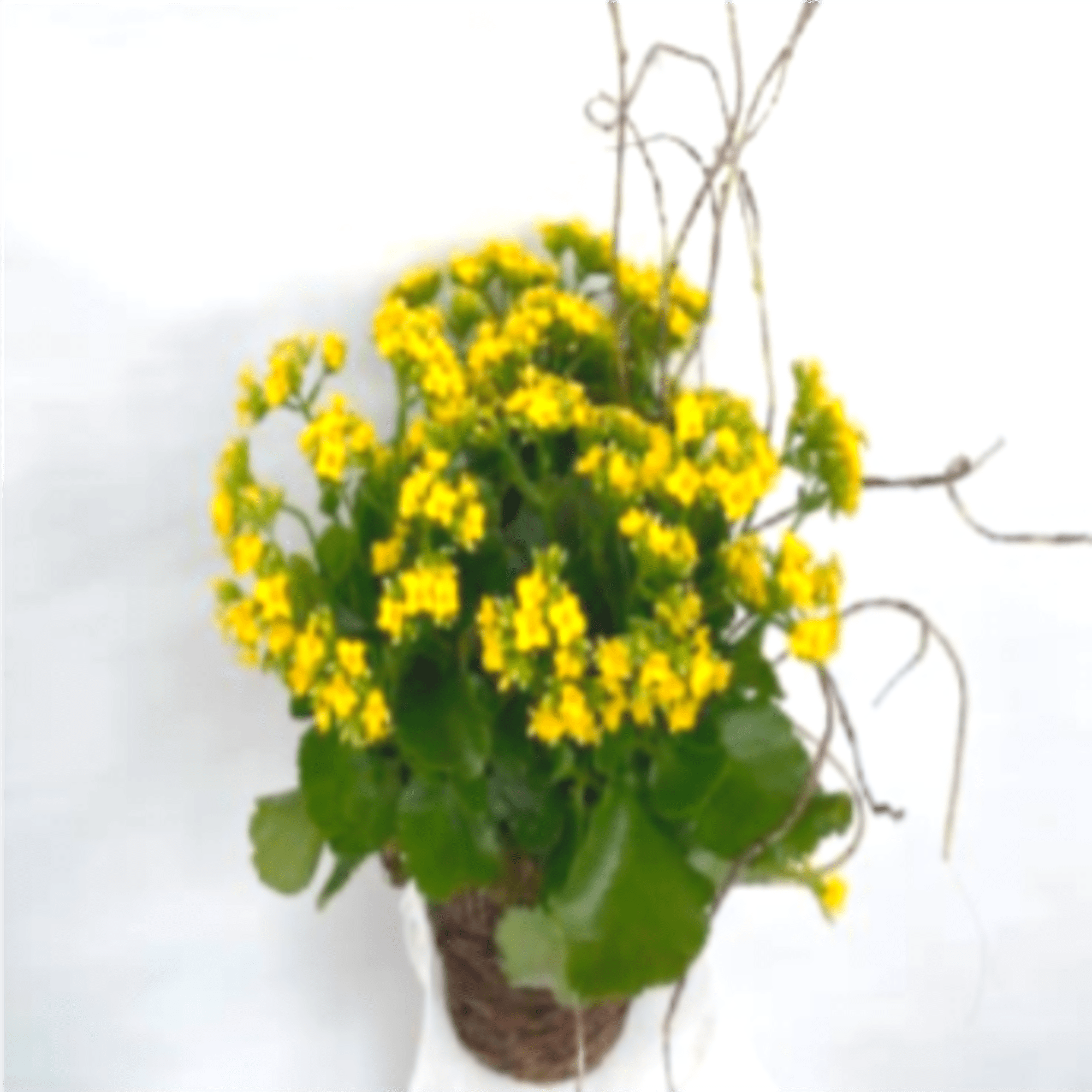 A classic Kalanchoe plant, beautifully adorned with curly vine for enhancement, and