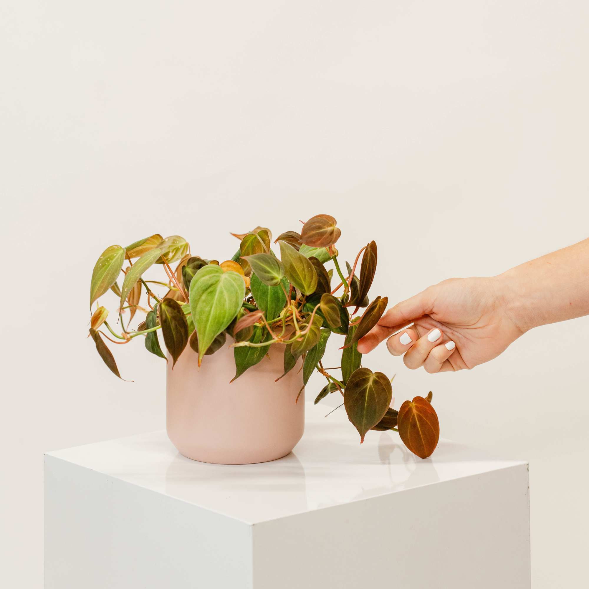 Bring a breath of fresh air into your space with our small