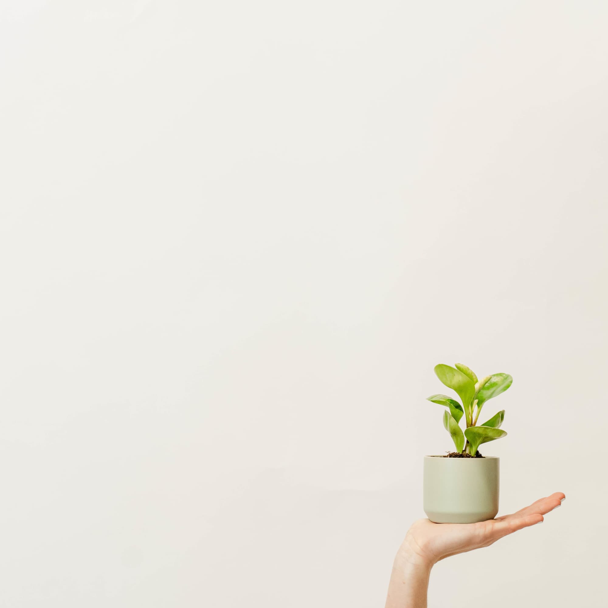 Bring a breath of fresh air into your space with our small