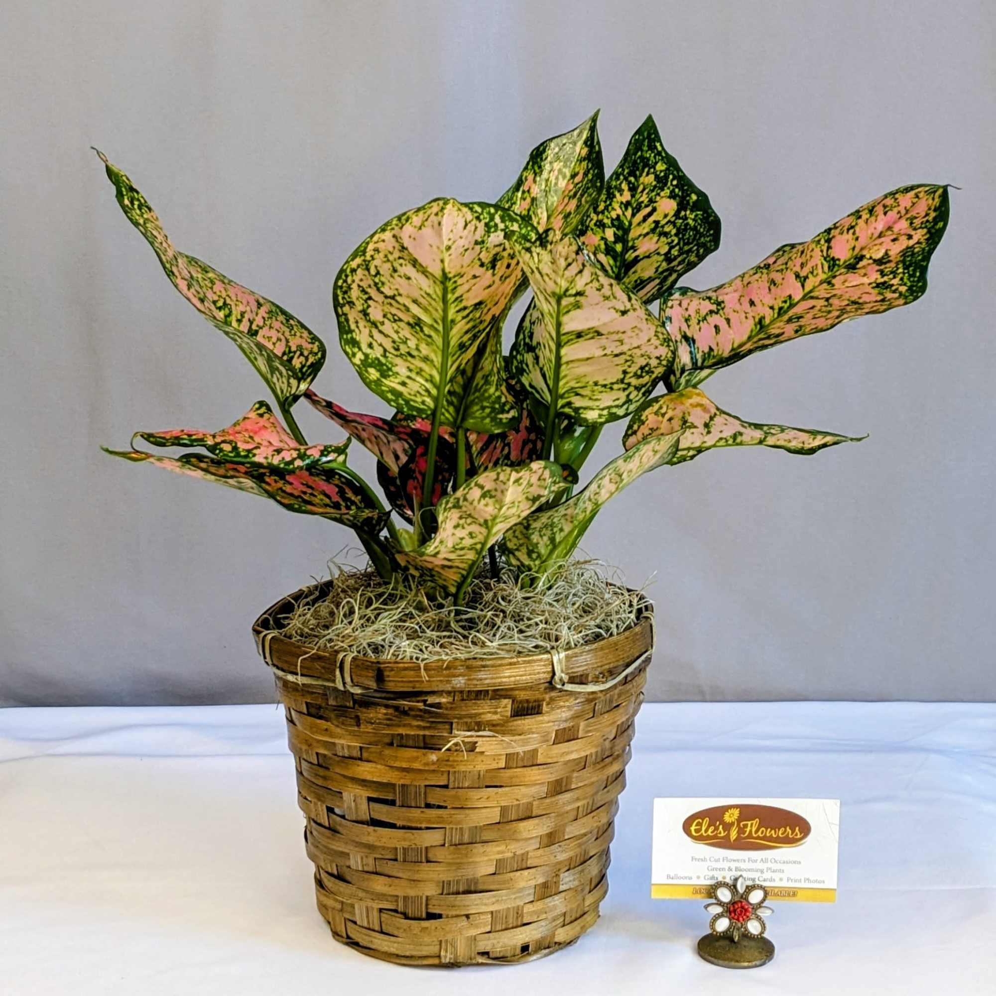 Aglaonema, commonly known as Chinese Evergreen, is a popular houseplant admired for