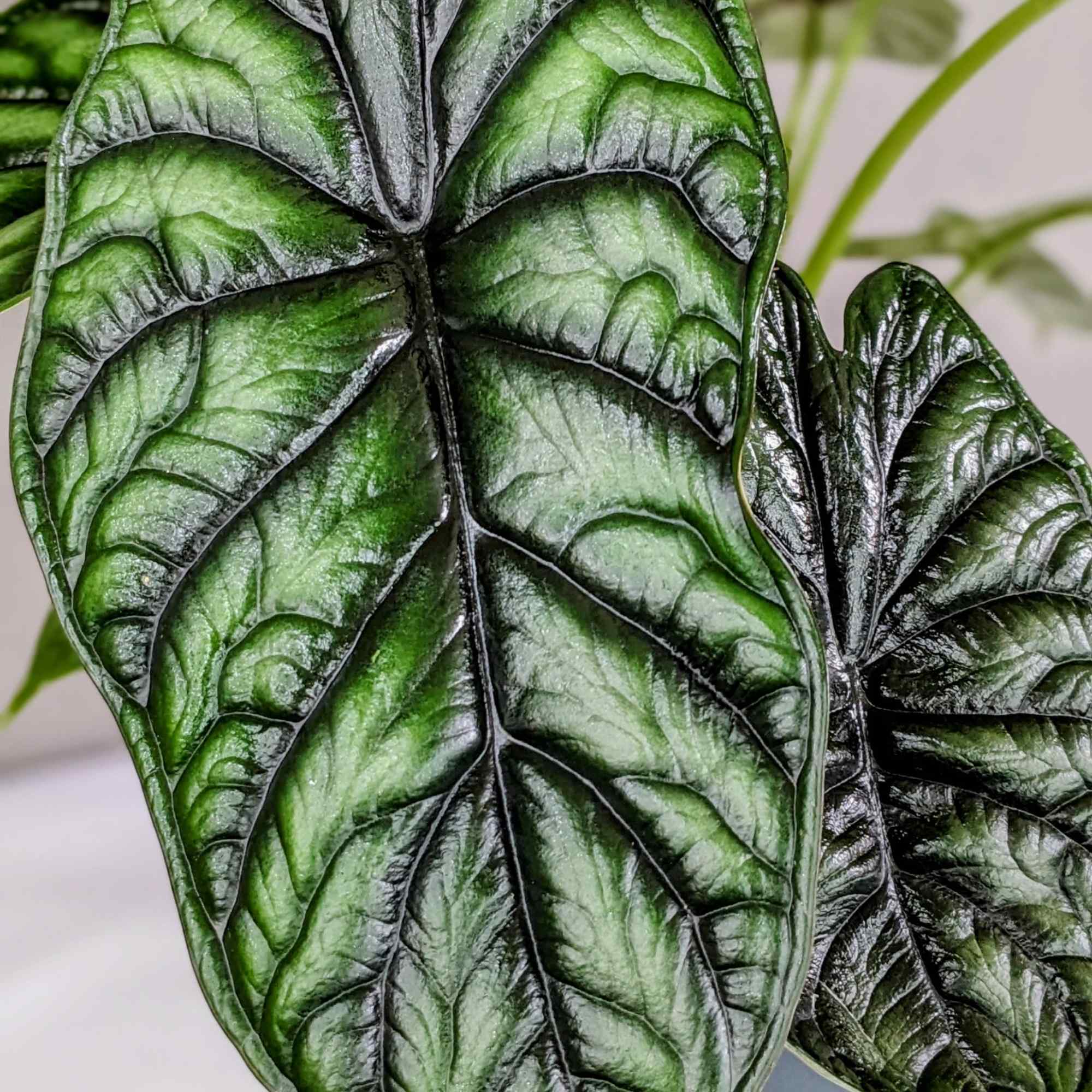 Bring home a bold touch of the tropics with this striking Alocasia
