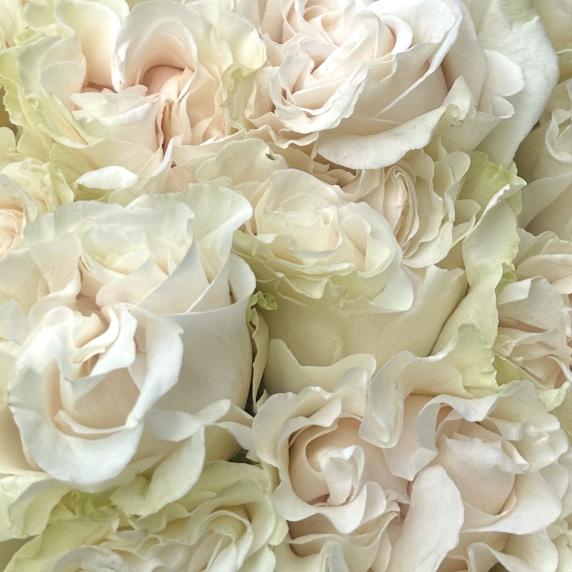 A breathtaking expression of Love and devotion,100 ROSES OF A LOVE STORY
