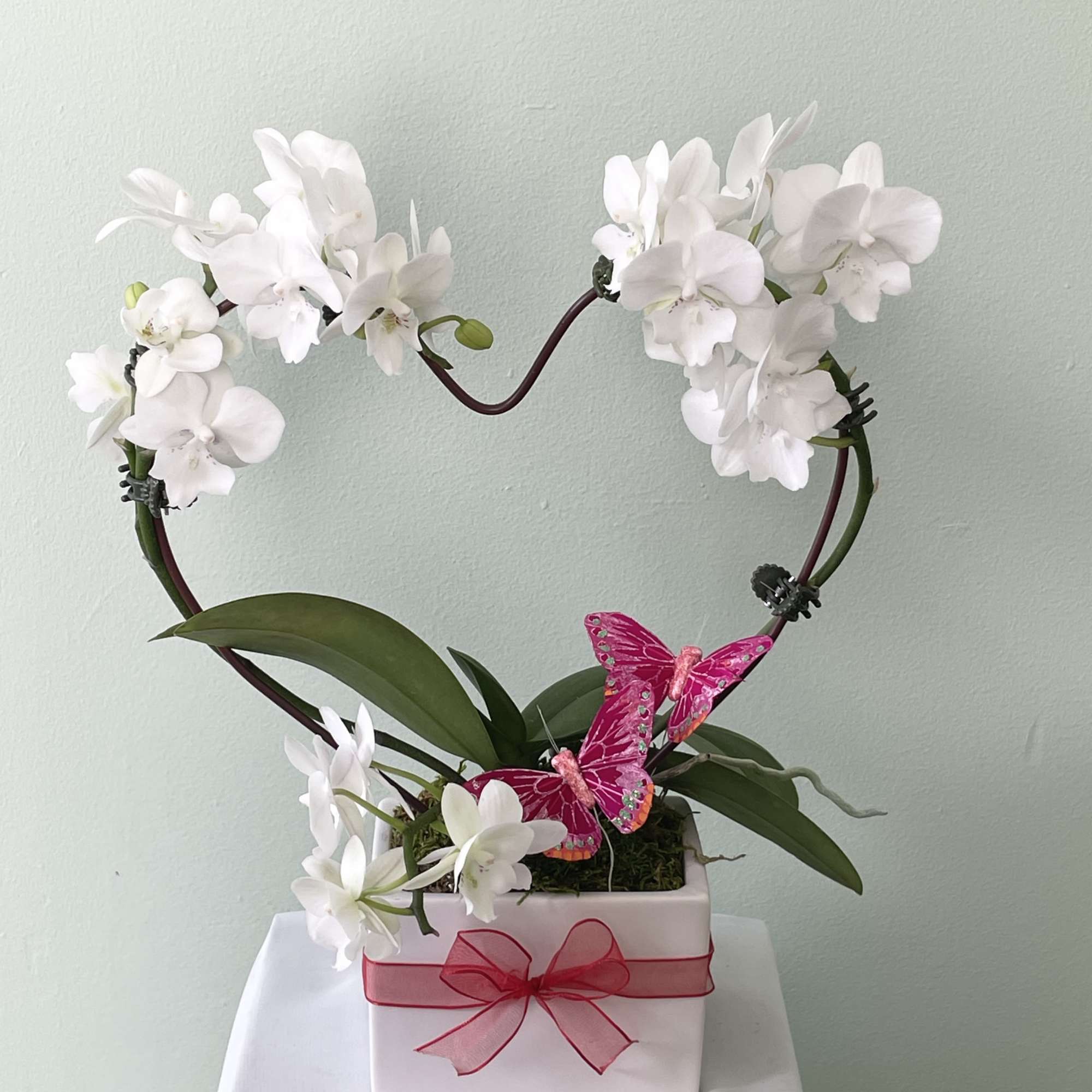 Beautiful white orchids in a heart shape. Presented in a clean white